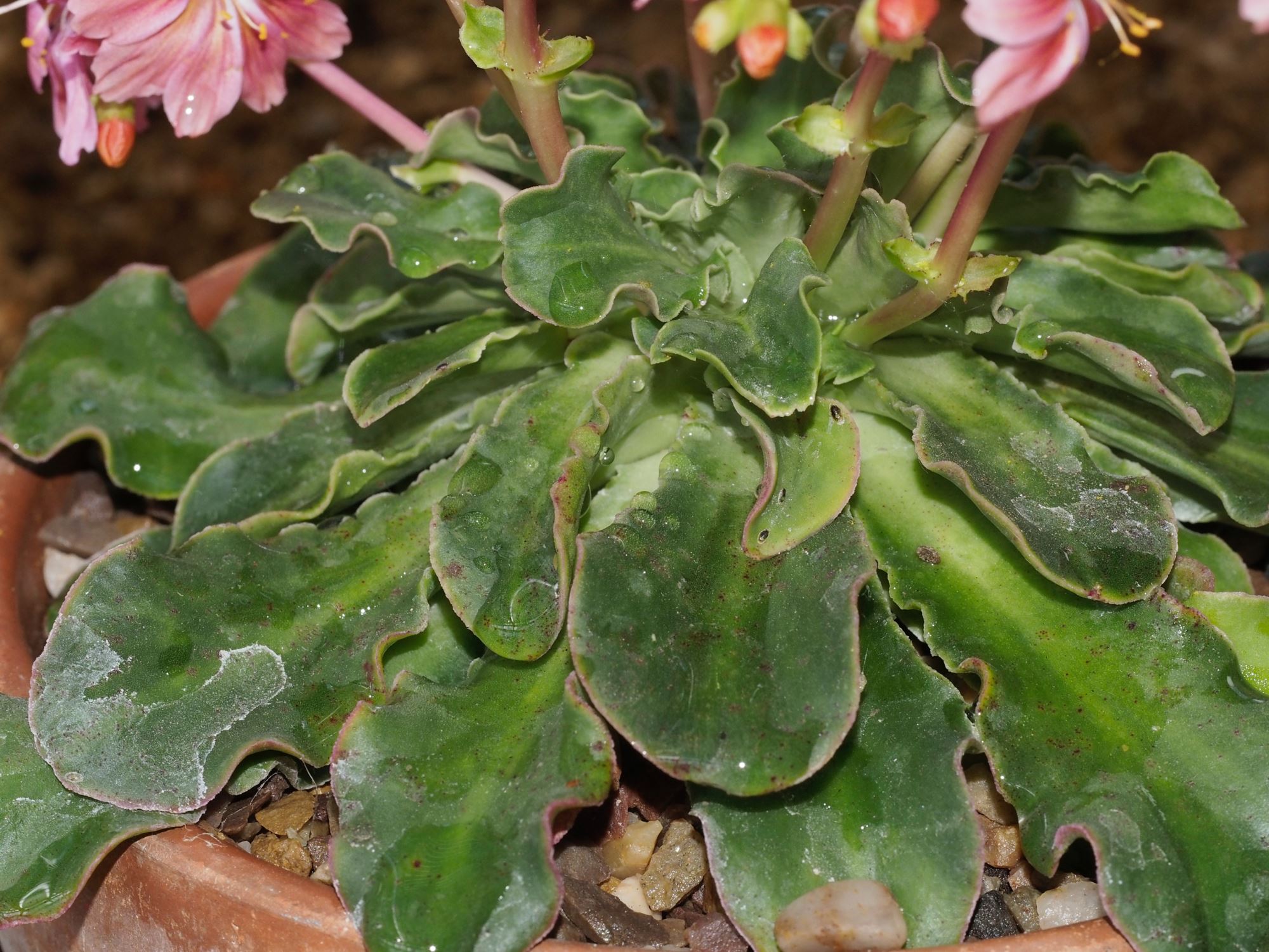 Image of Lewisia cotyledon
