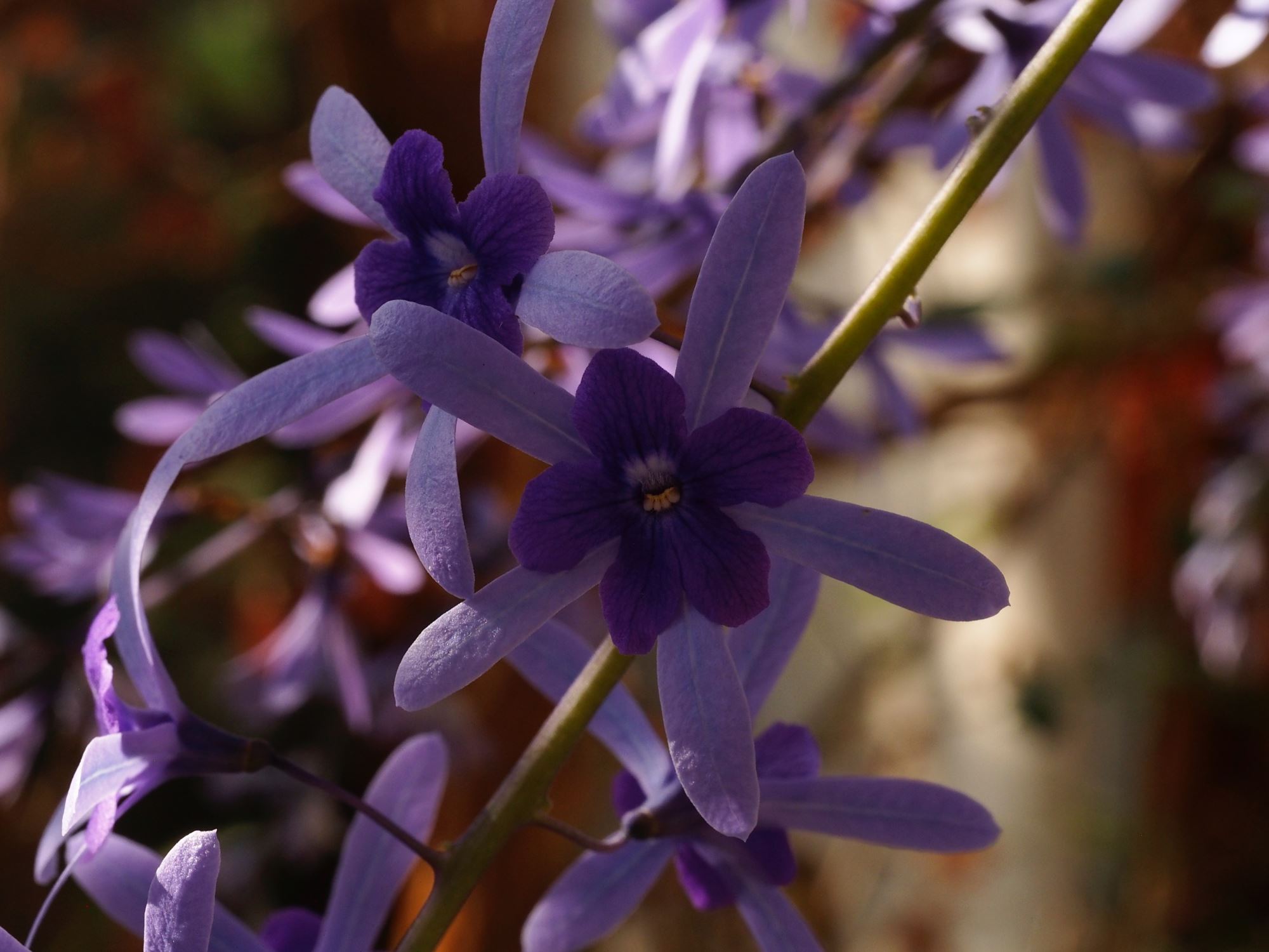 Image of Petrea volubilis