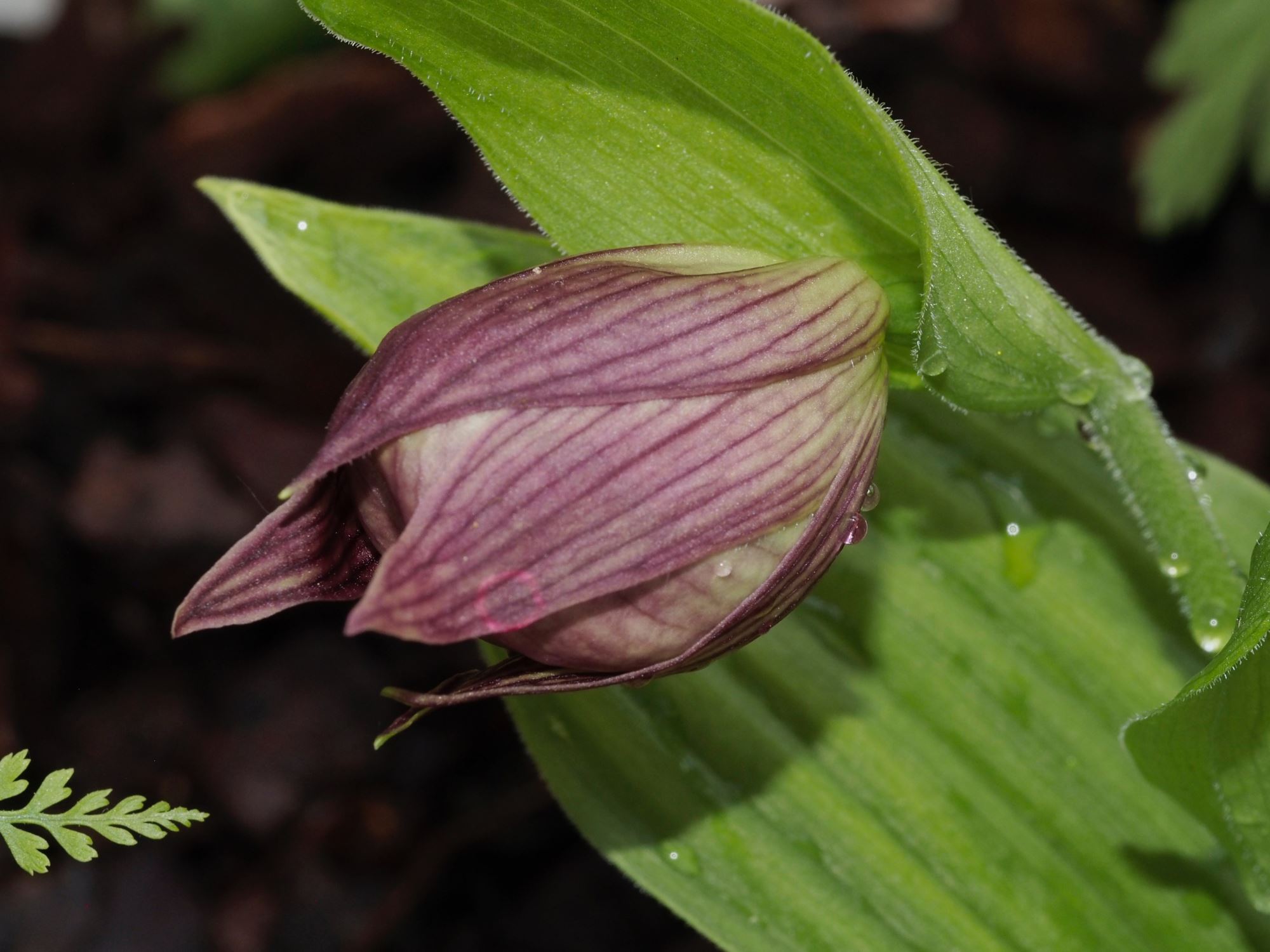 Image of Cypripedium Ã— ventricosum