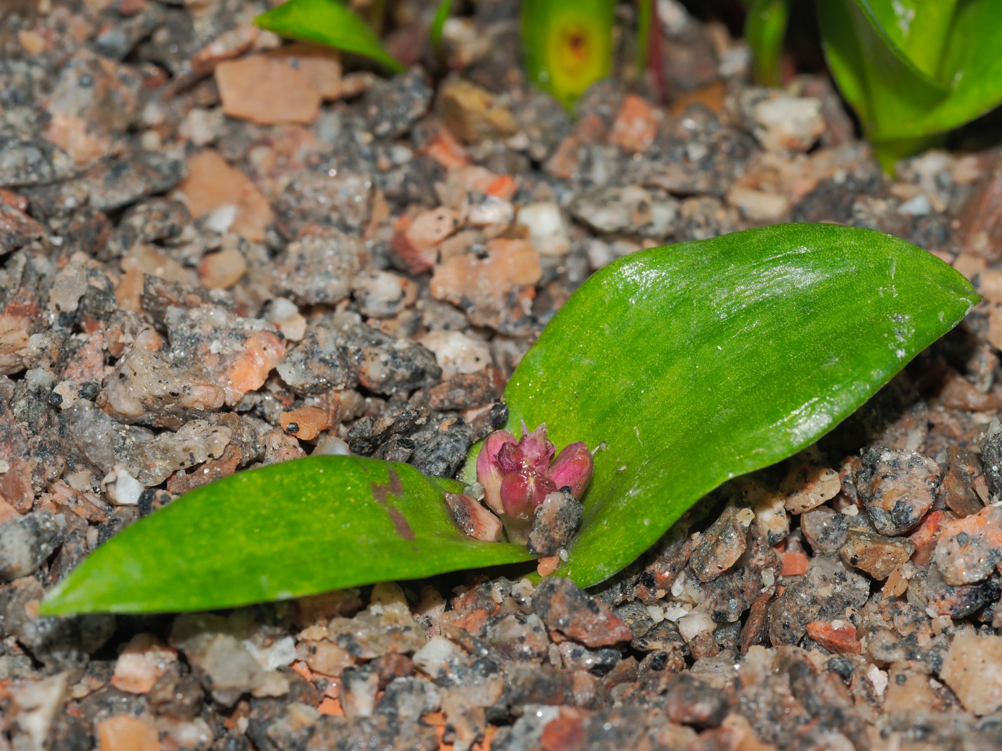 Image of Lachenalia bulbifera
