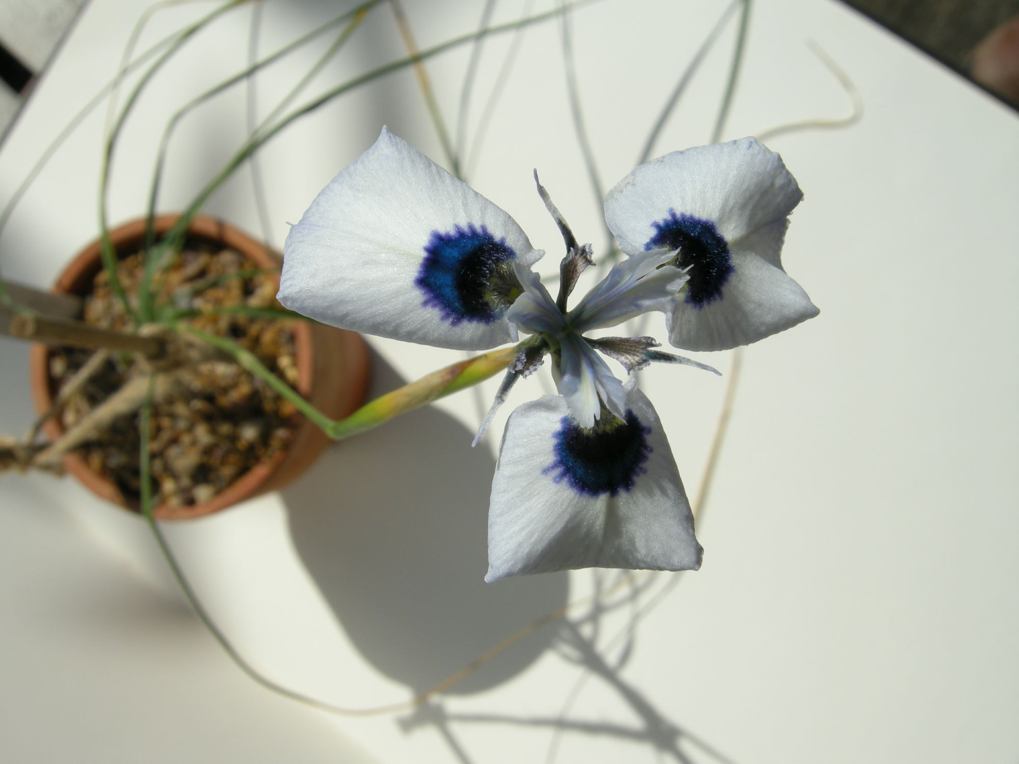 Image of Moraea aristata