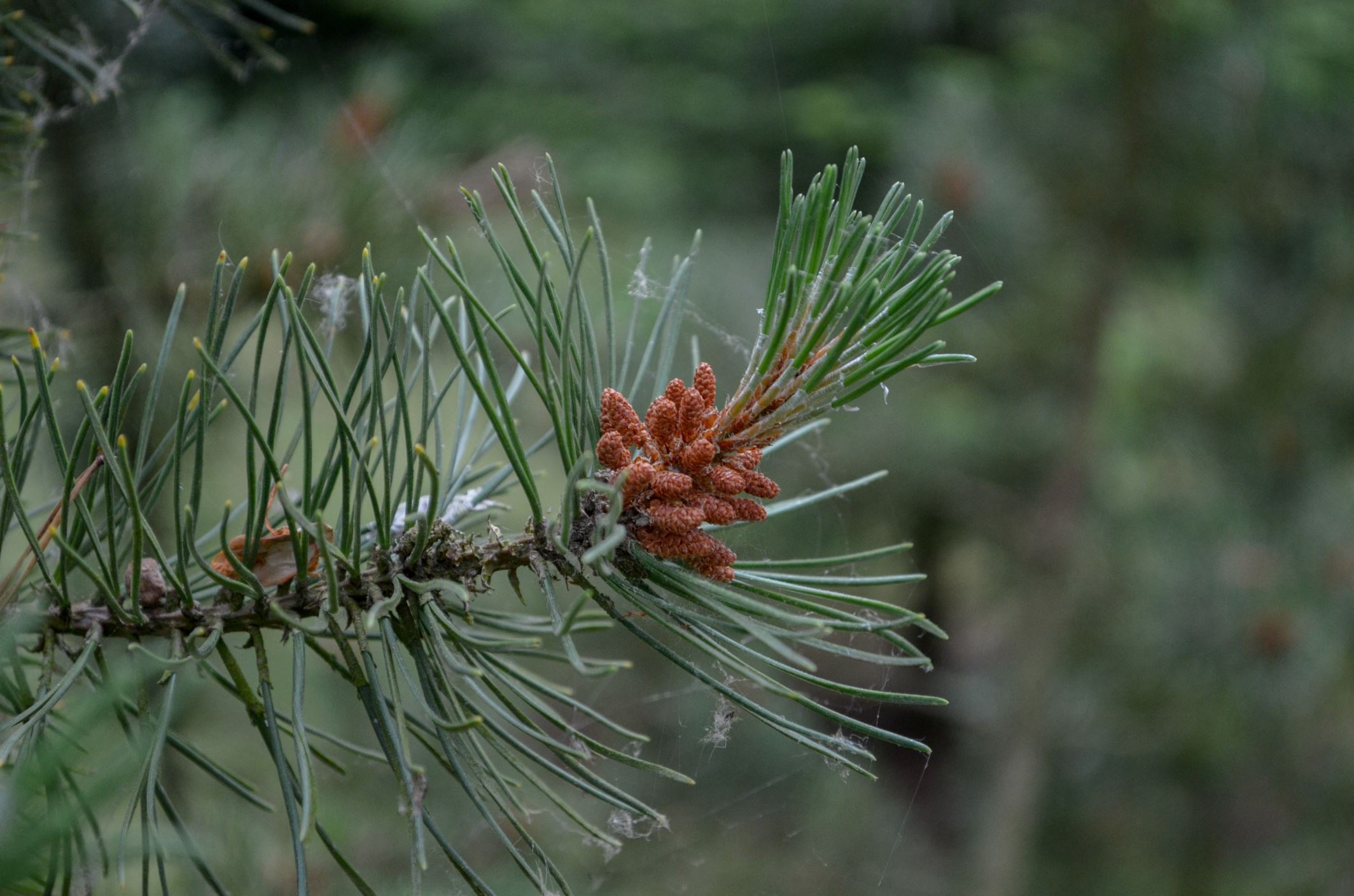 Image of Pinus mugo