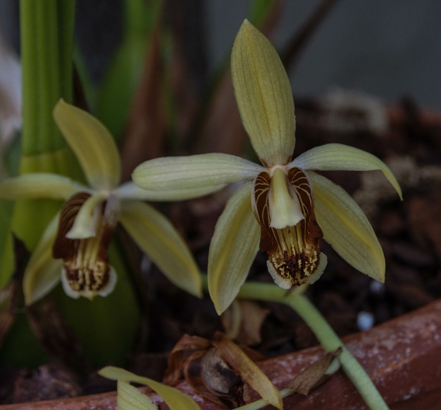 Image of Coelogyne tomentosa