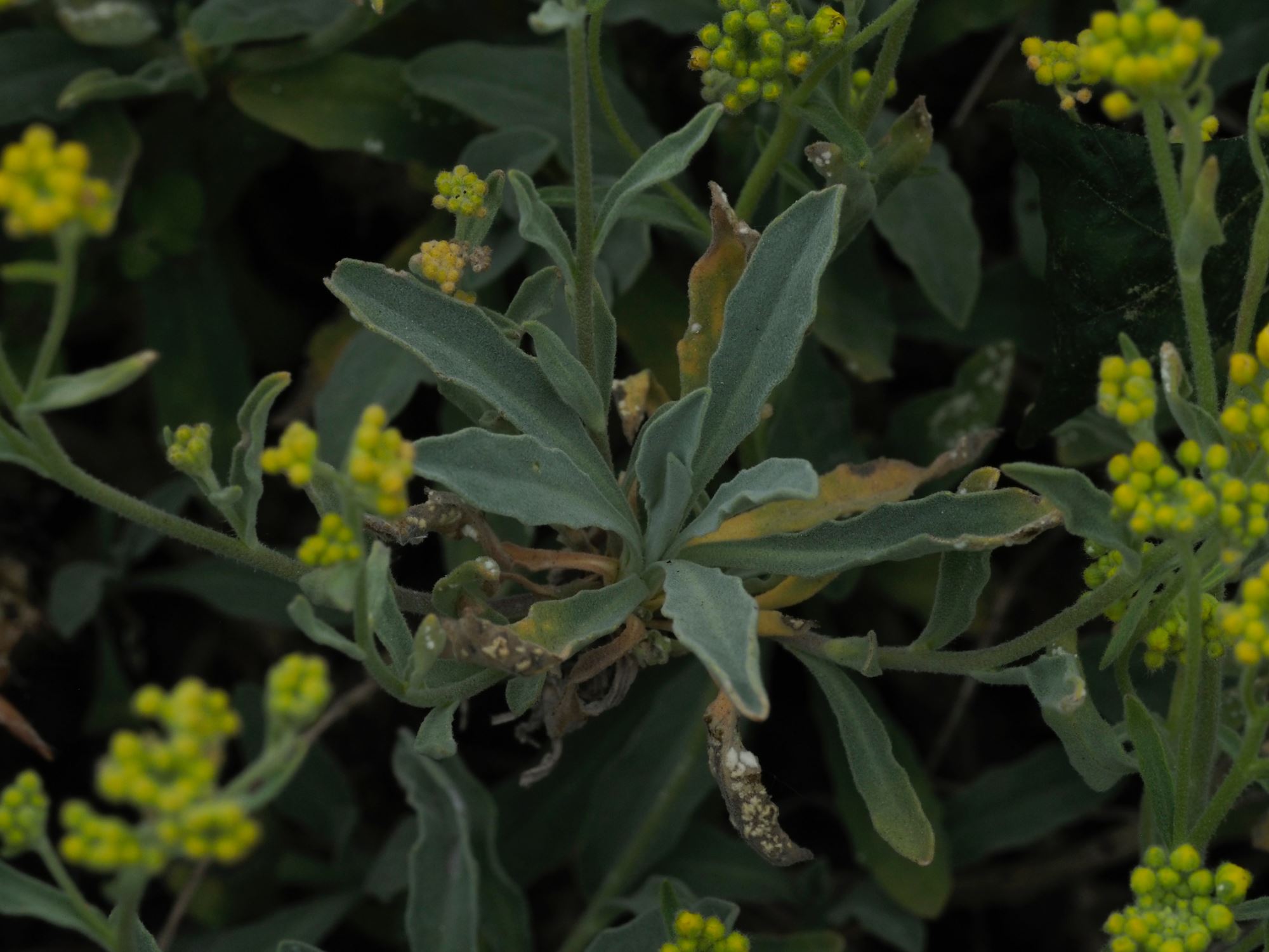 Image of Aurinia saxatilis