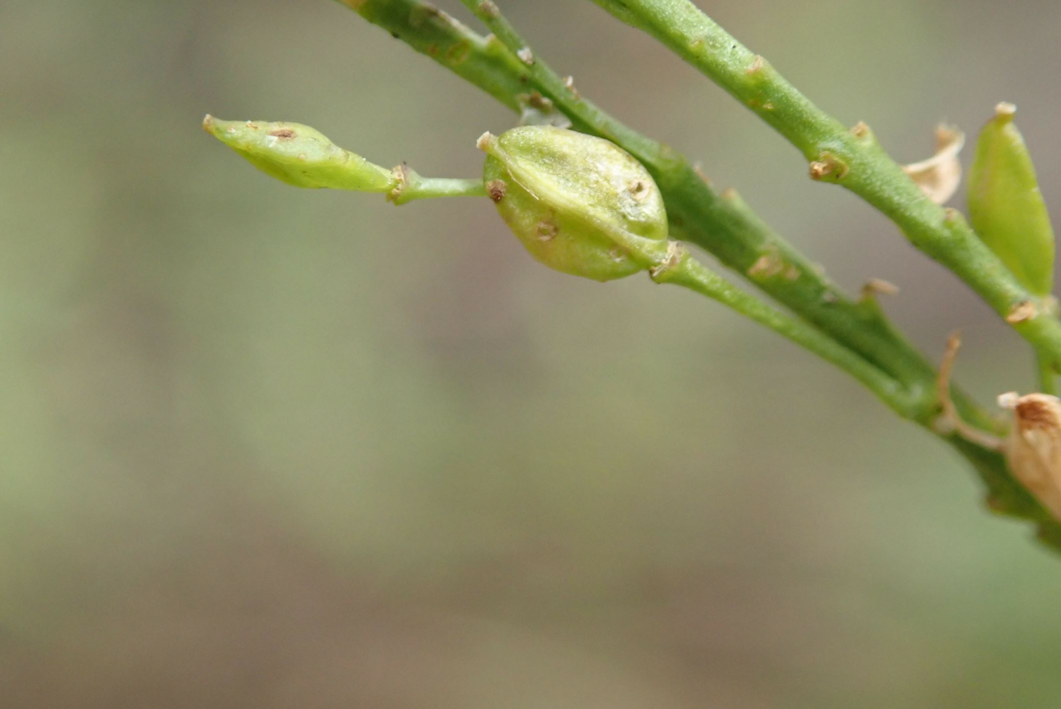Image of Lepidium graminifolium
