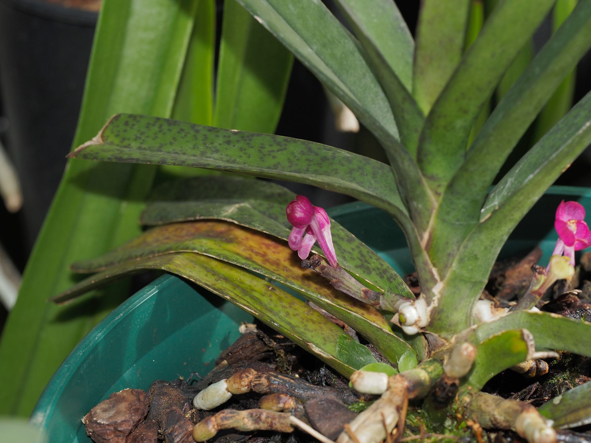 Image of Vanda ampullacea