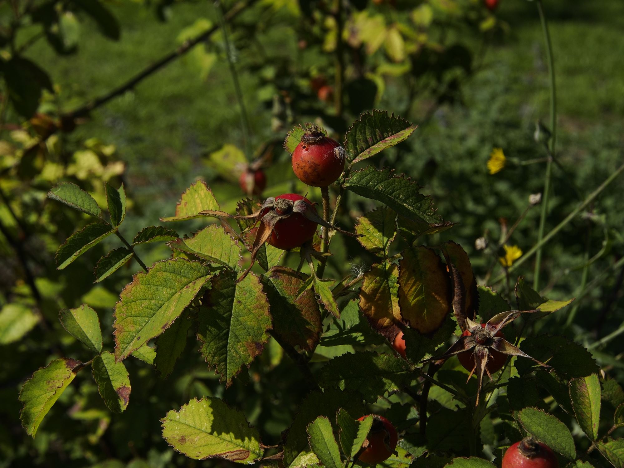 Image of Rosa gallica