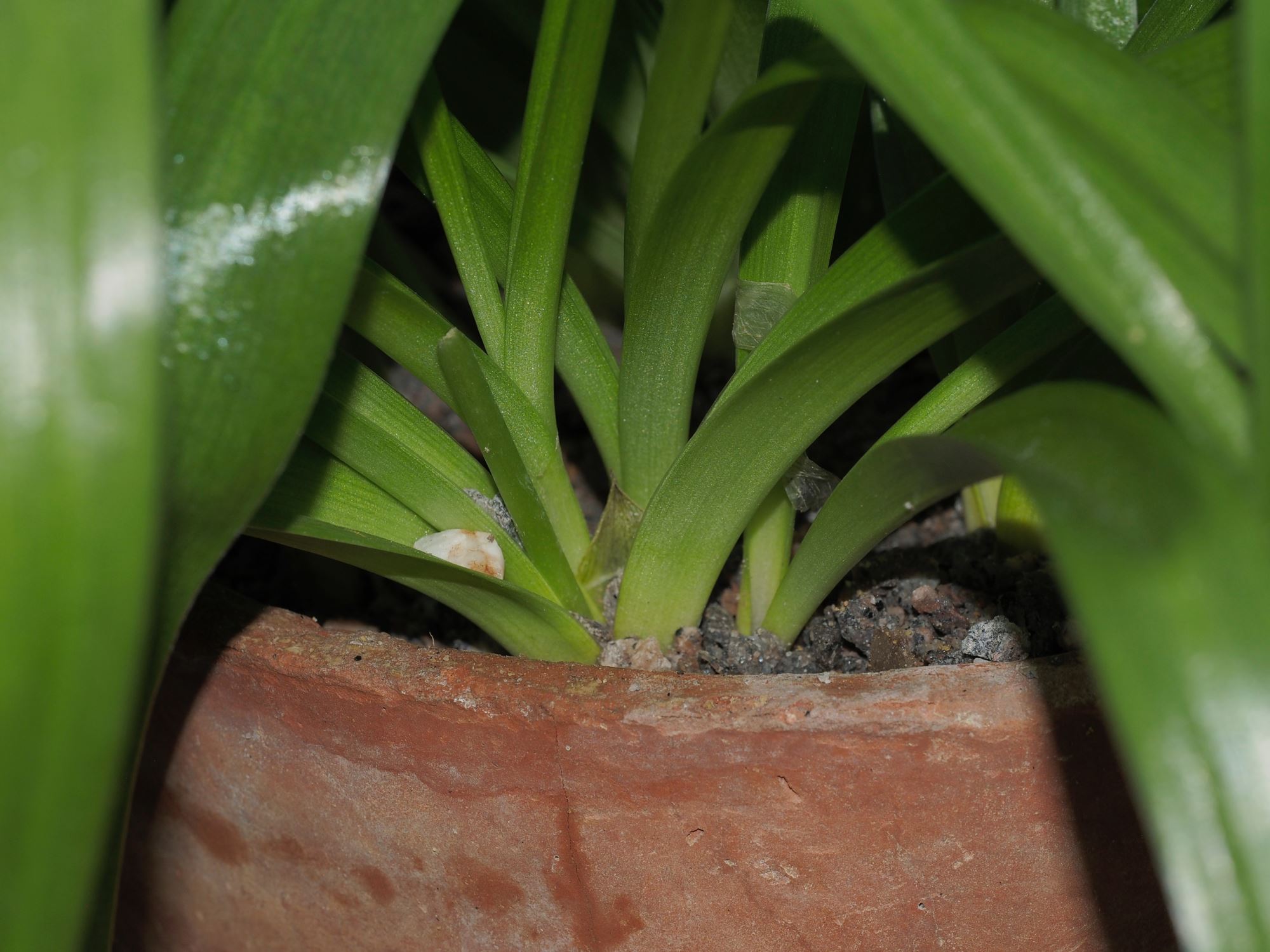 Image of Hyacinthoides flahaultiana