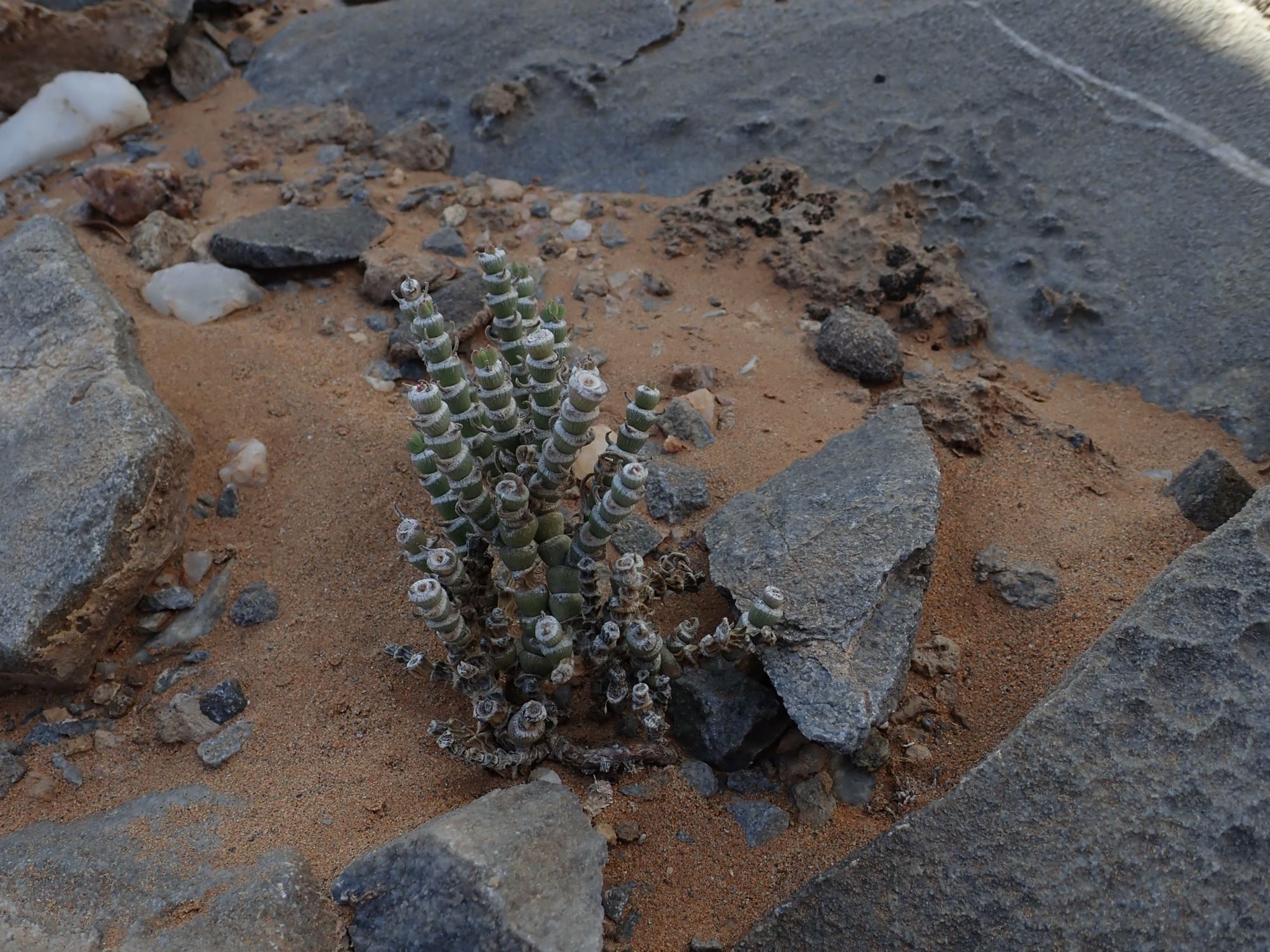 Image of Mesembryanthemum tomentosum