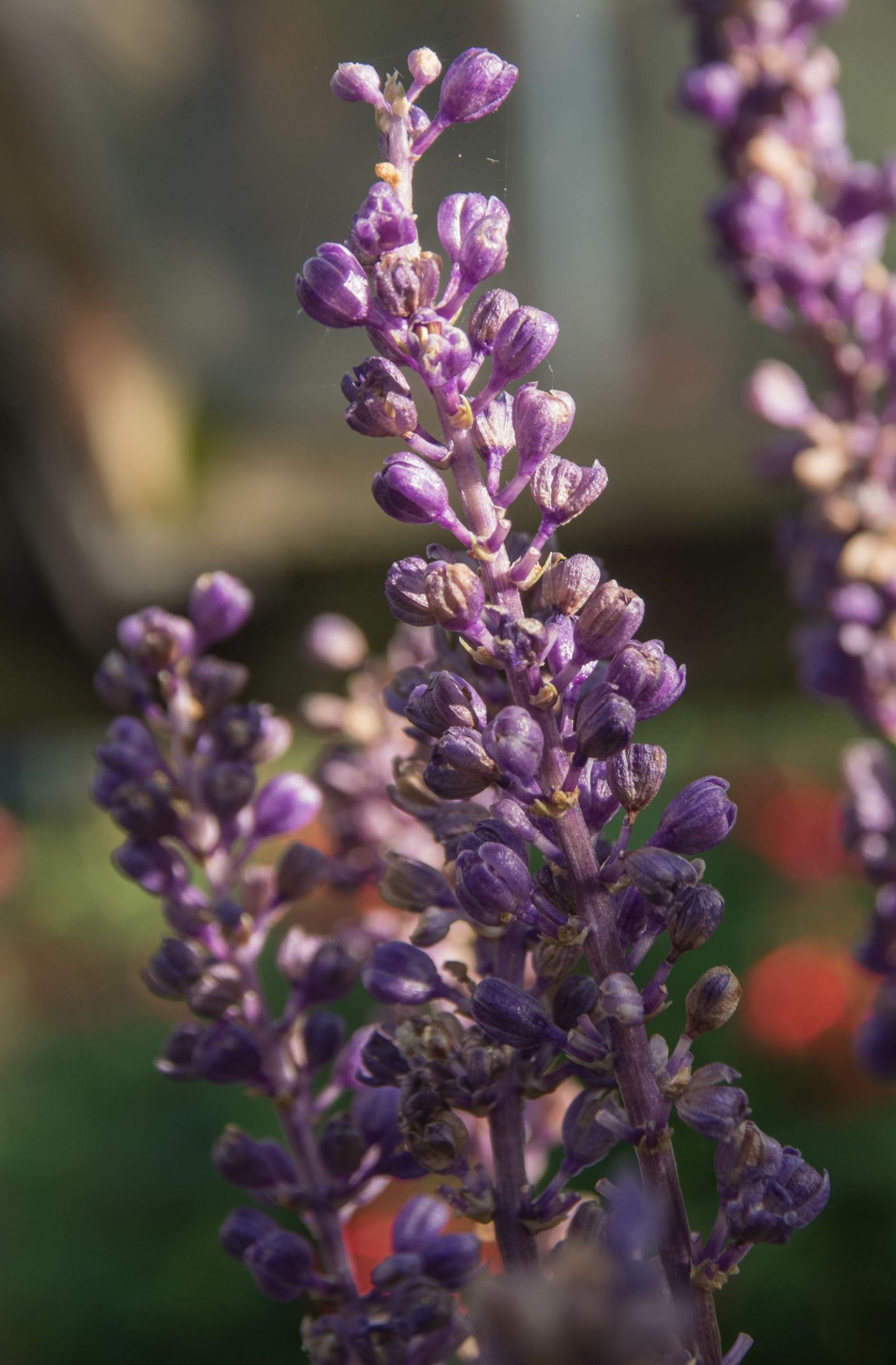 Image of Liriope muscari