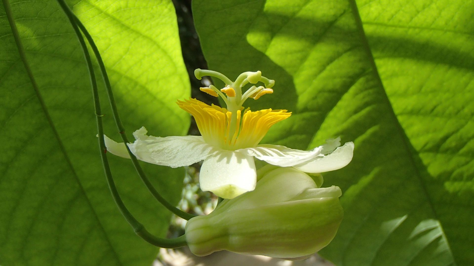 Image of Passiflora lindeniana