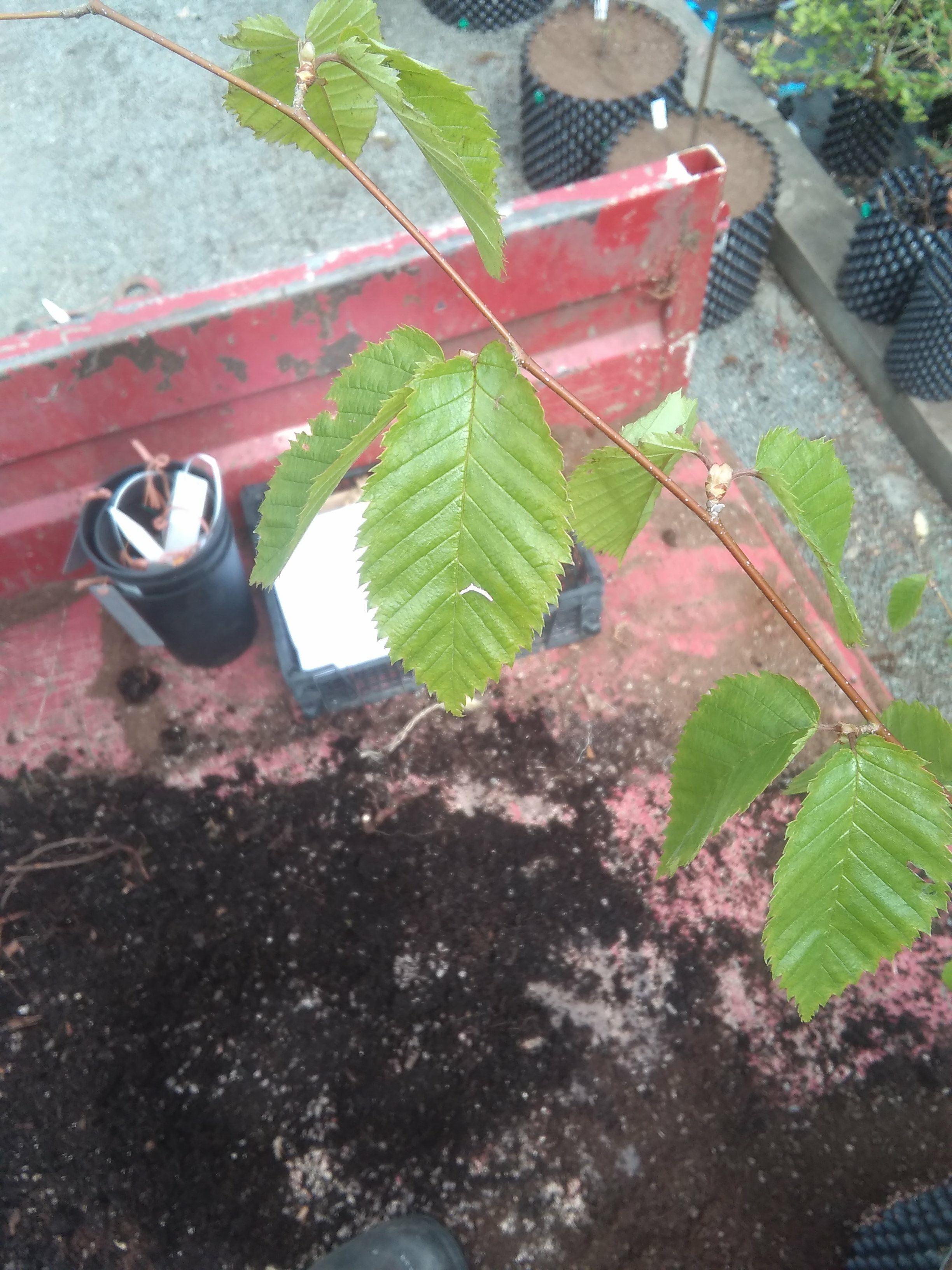 Image of Betula alleghaniensis