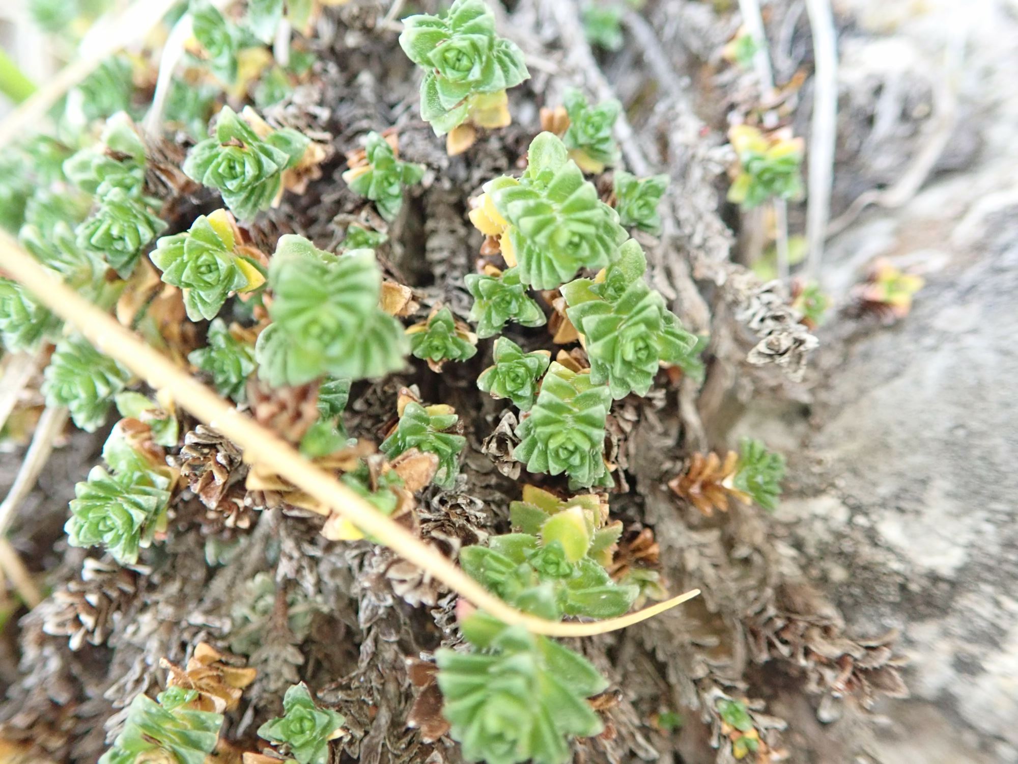 Image of Saxifraga oppositifolia var. oppositifolia