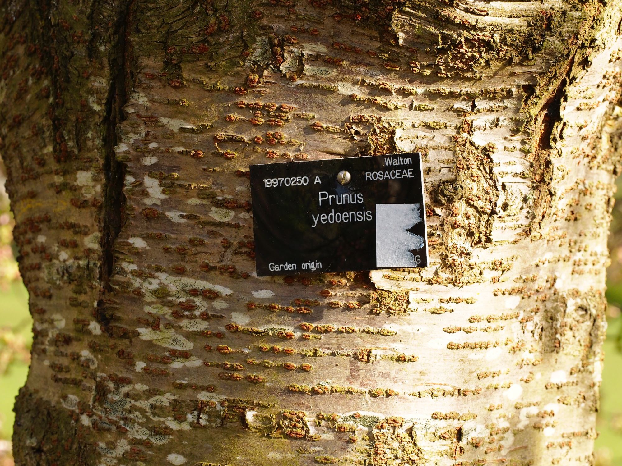 Image of Prunus Ã— yedoensis