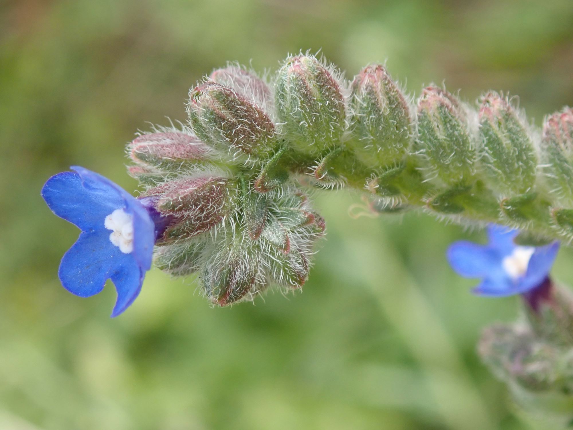 Image of Anchusa officinalis