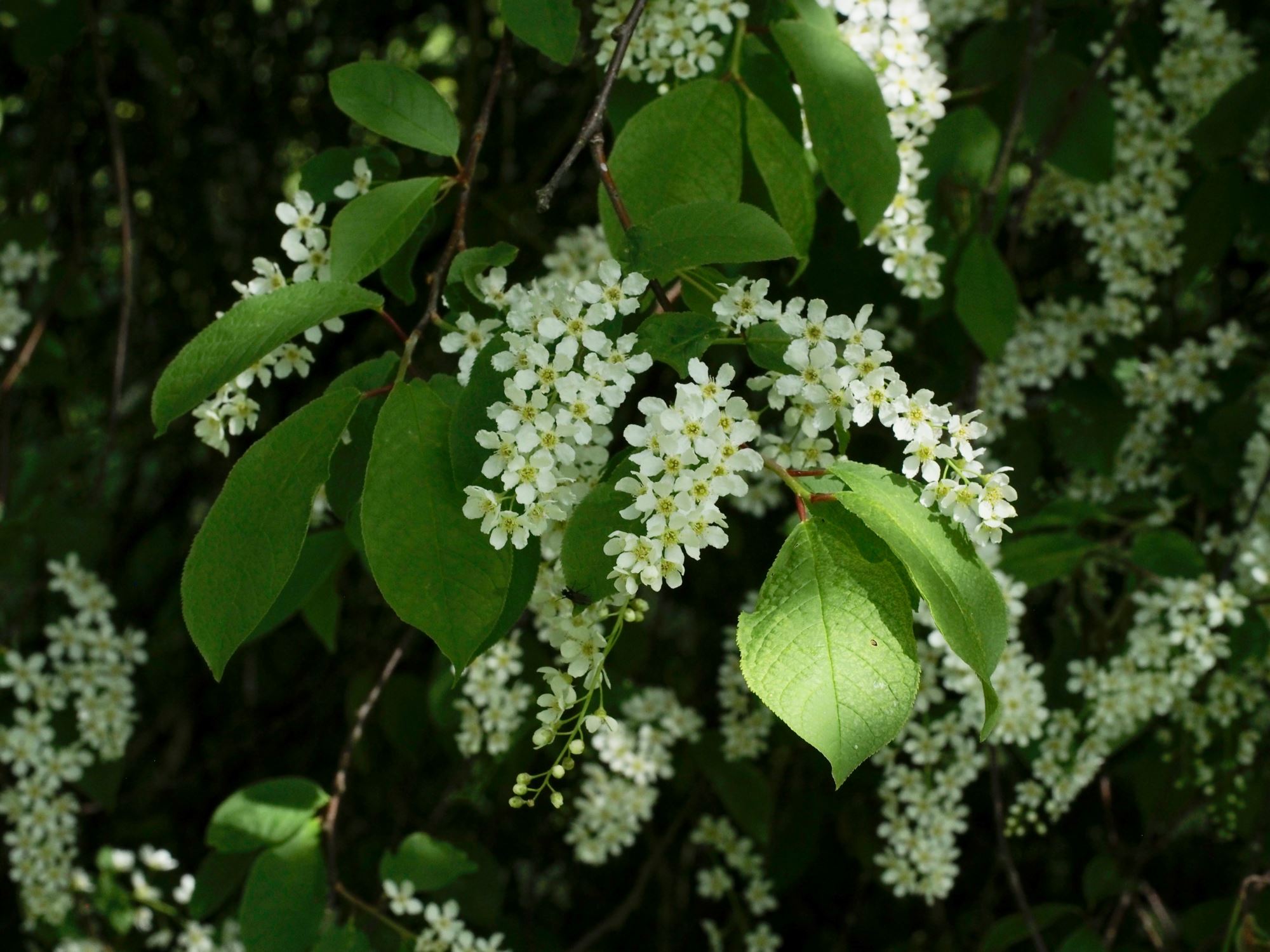 Image of Prunus padus
