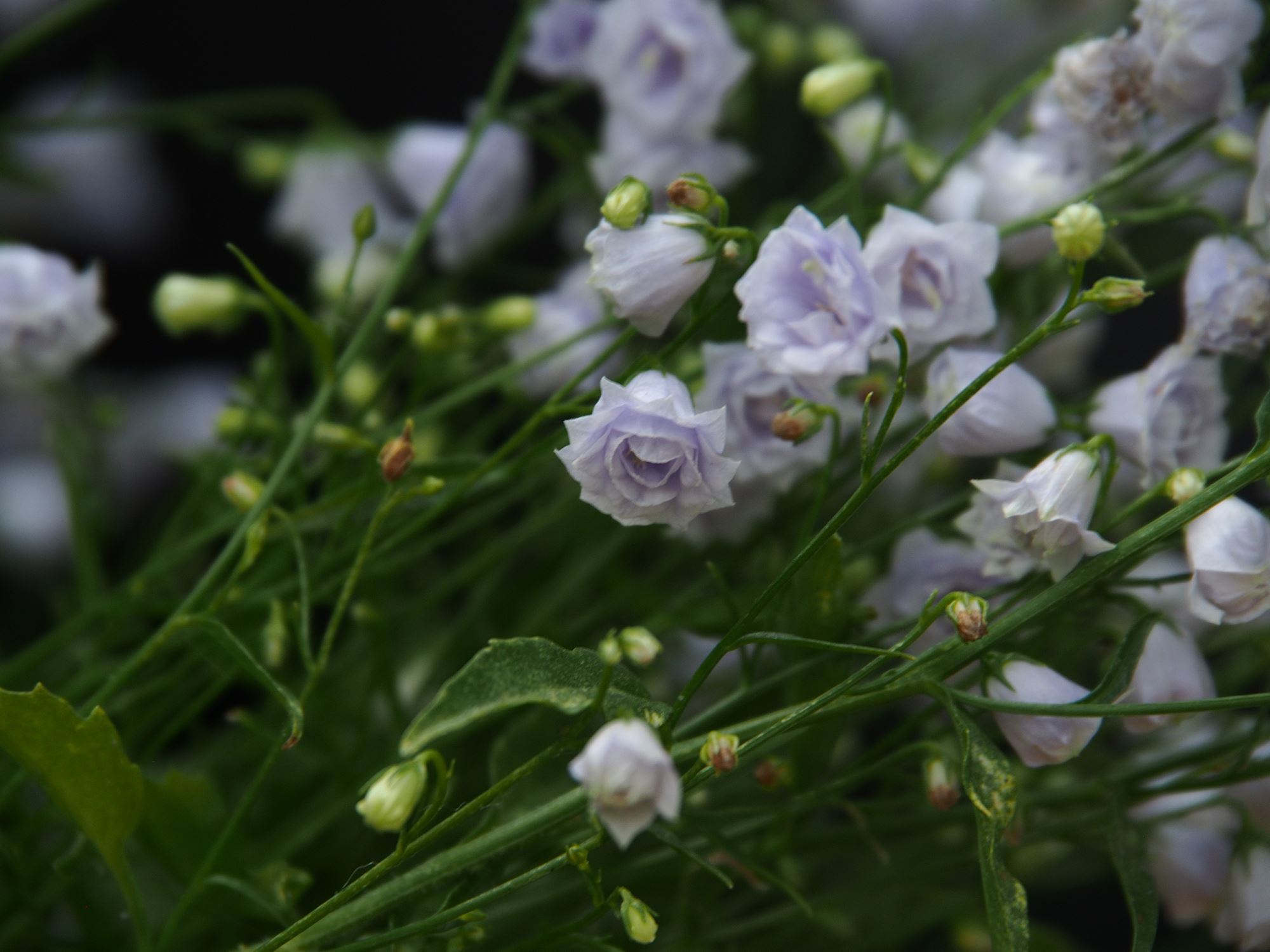 Image of Campanula cochleariifolia 'Elizabeth Okier'