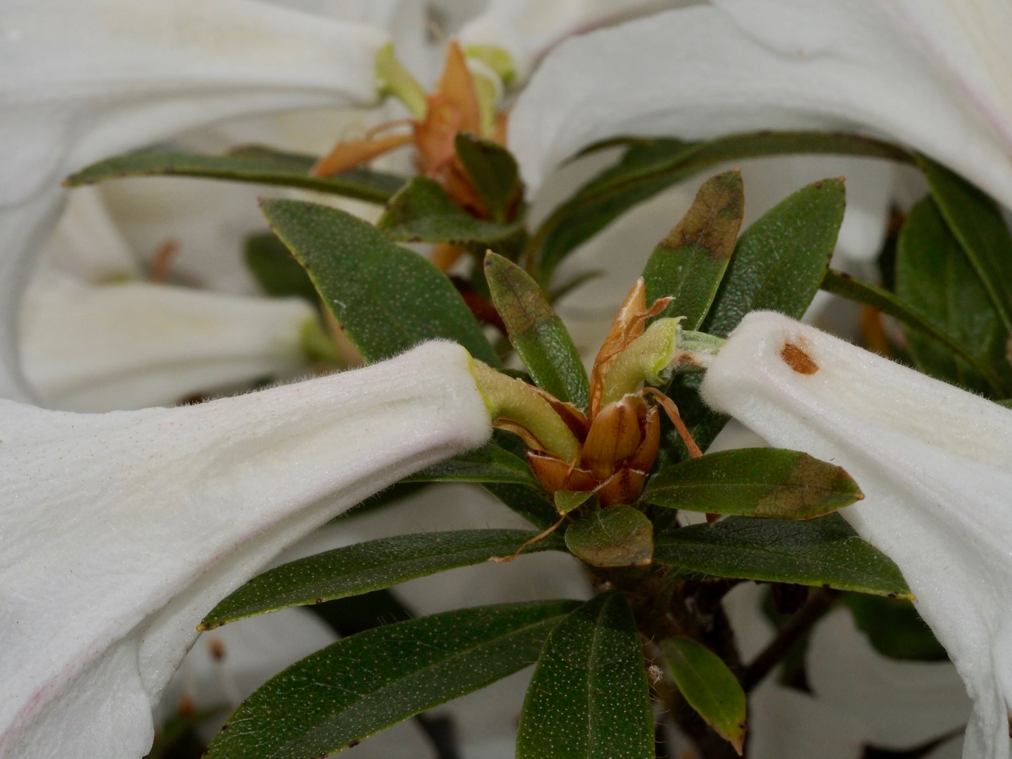 Image of Rhododendron formosum var. formosum