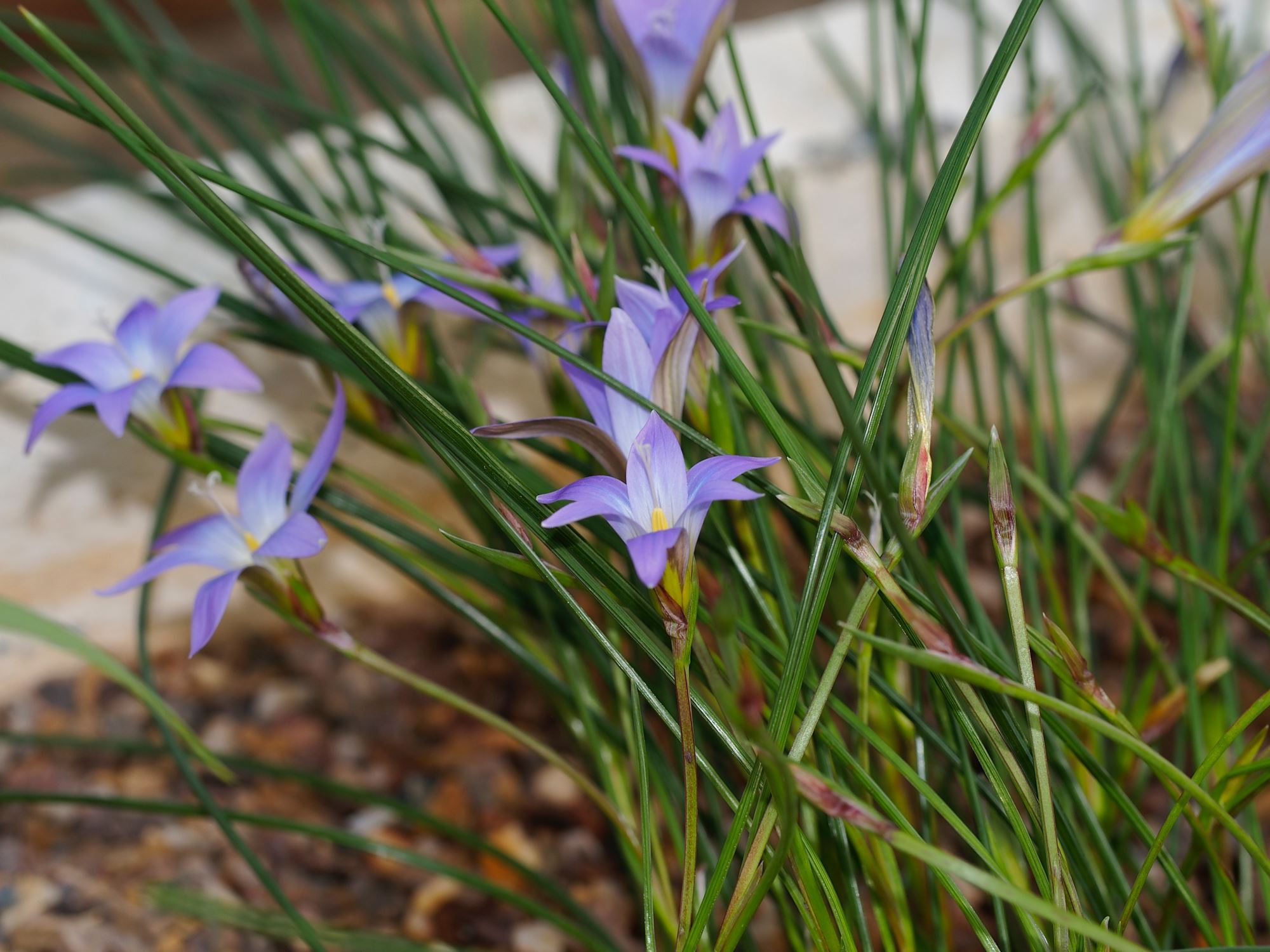 Image of Romulea bulbocodium subsp. malenconiana