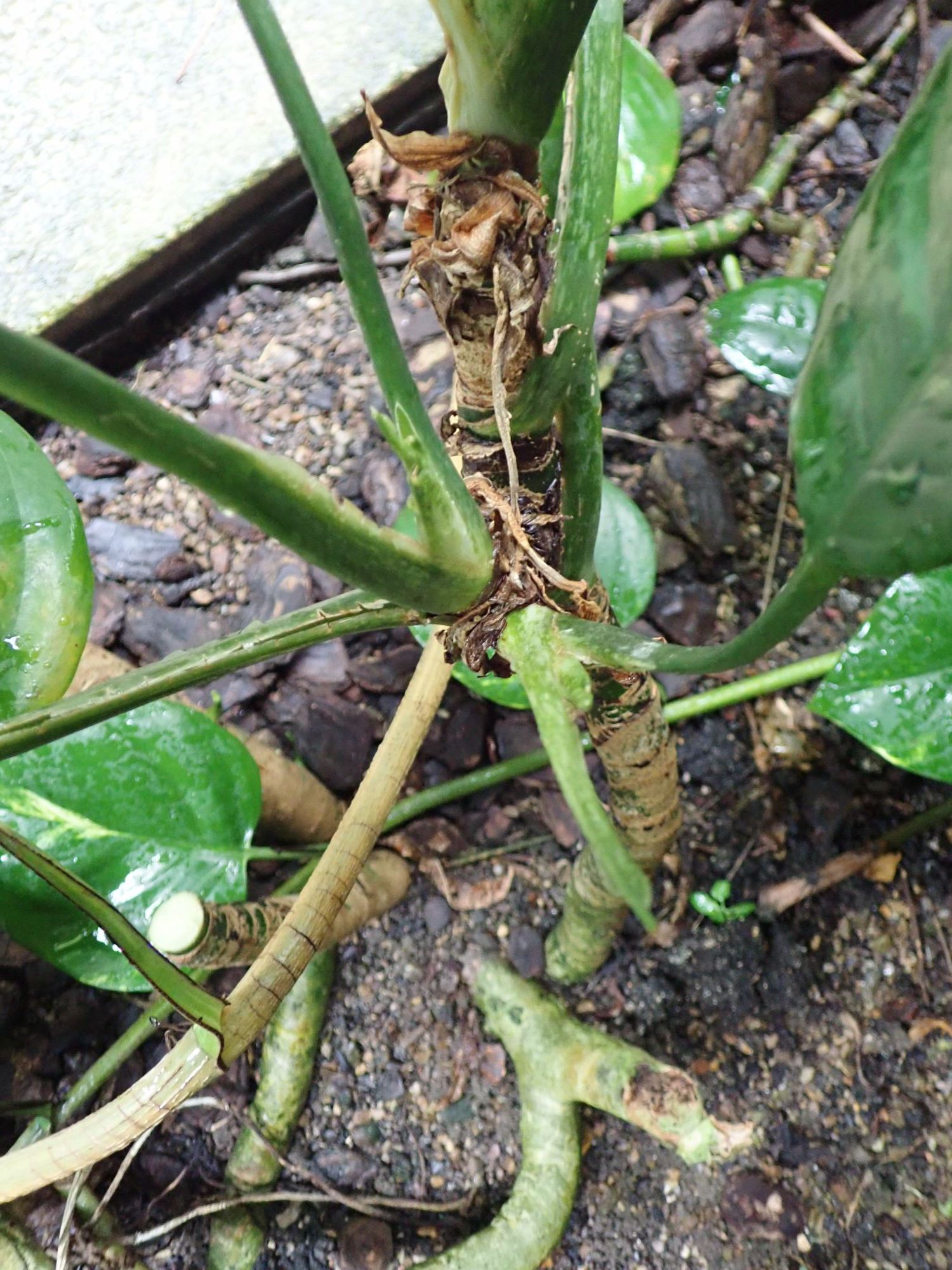 Image of Aglaonema crispum