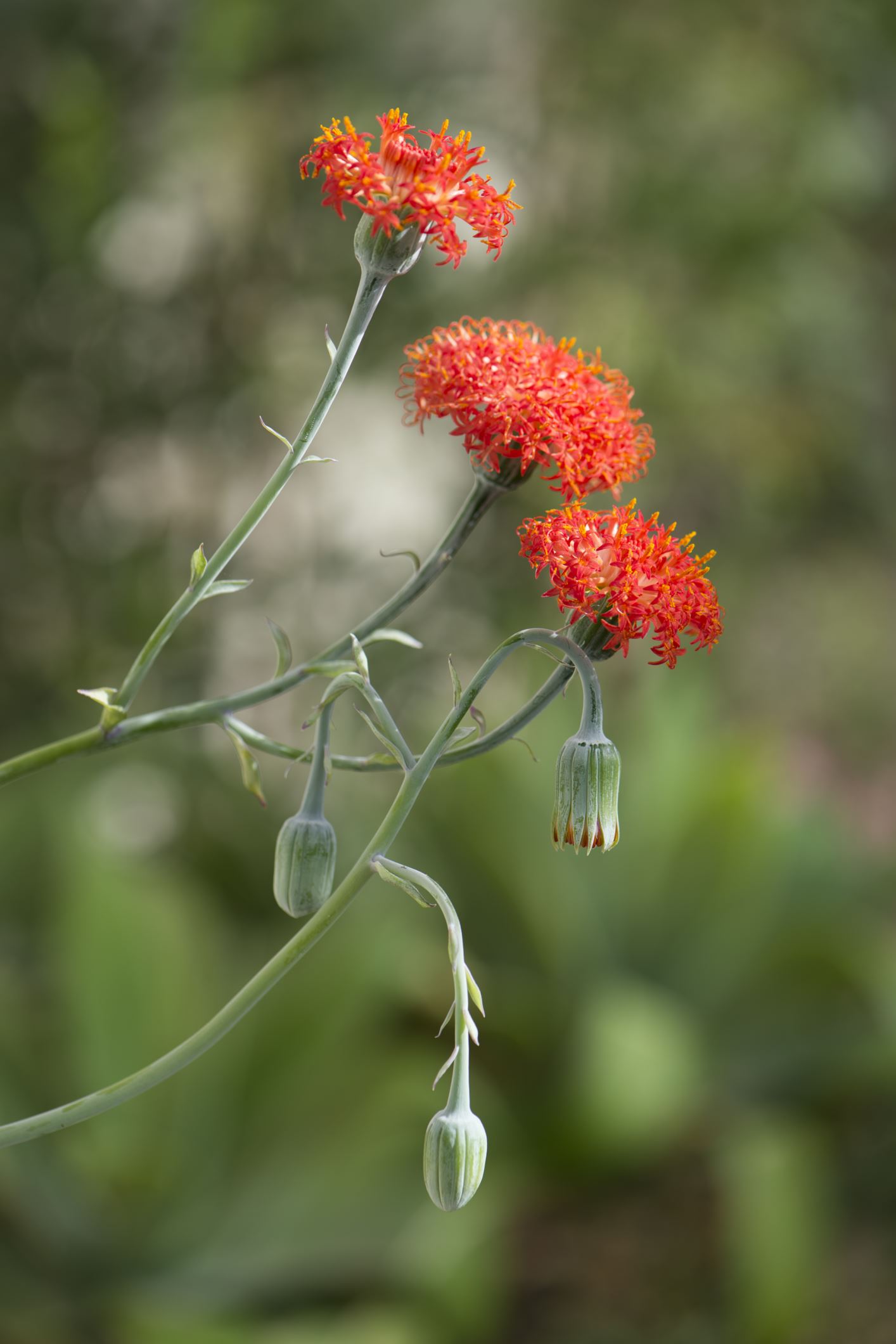 Image of Kleinia grantii