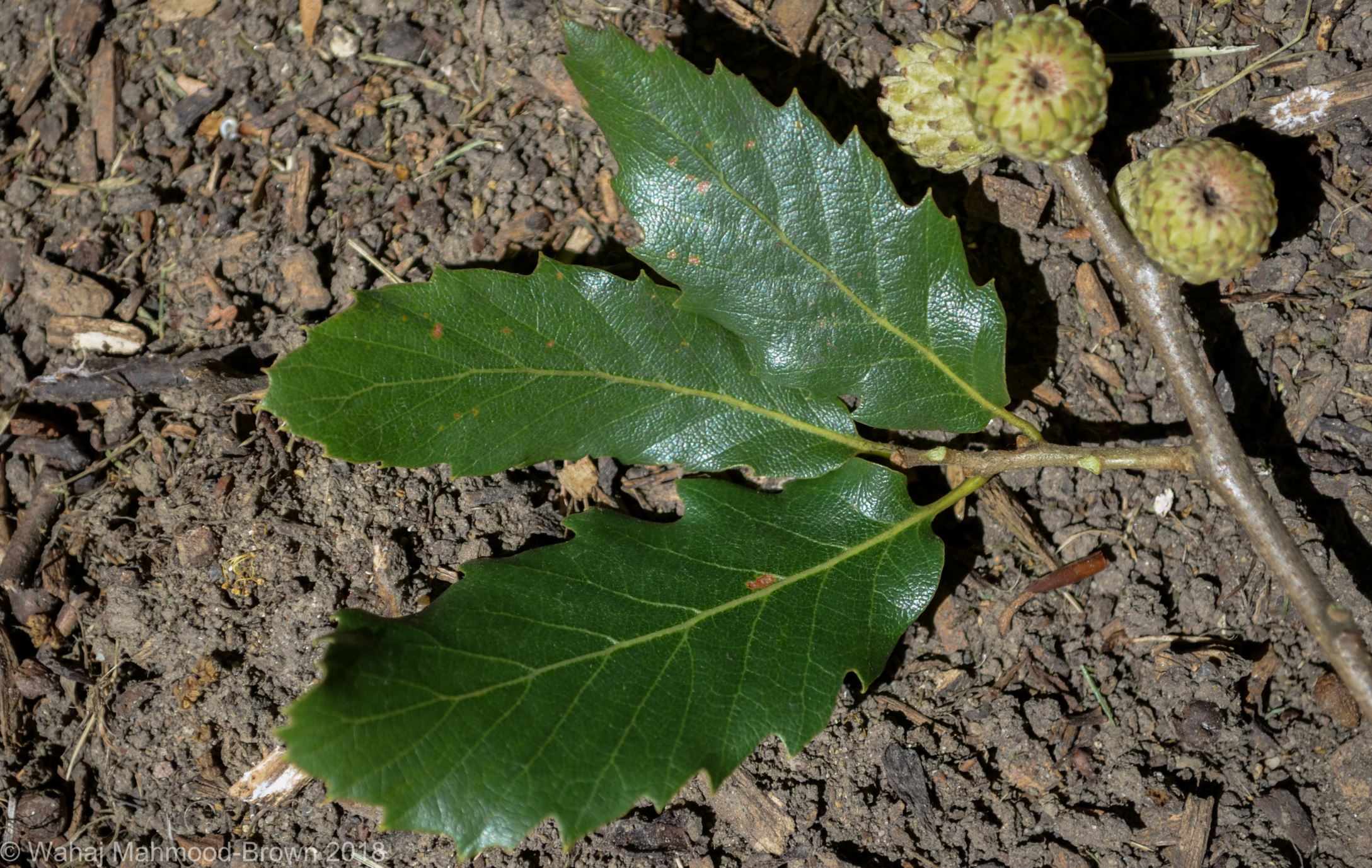 Image of Quercus trojana
