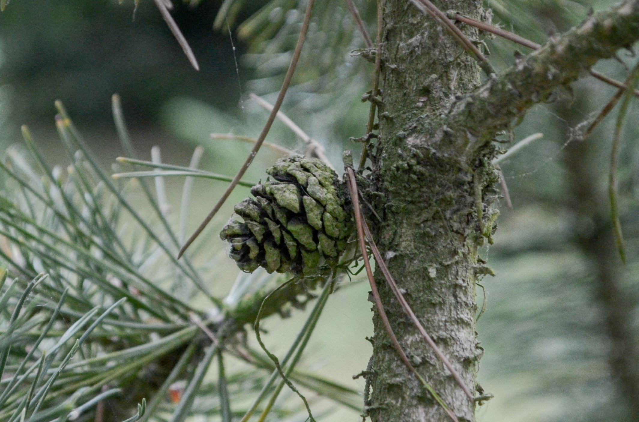Image of Pinus mugo