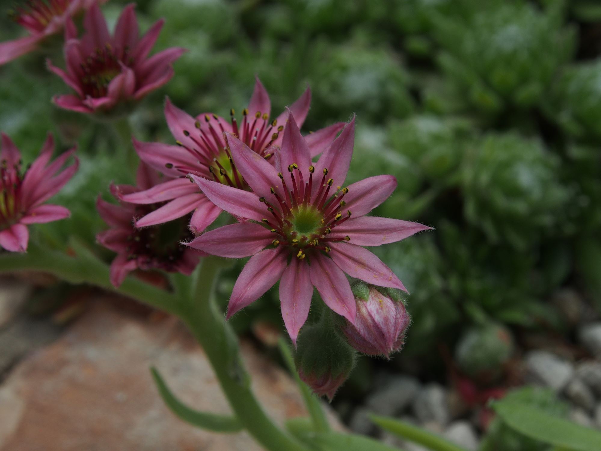 Image of Sempervivum 'Kramer's Spinard'