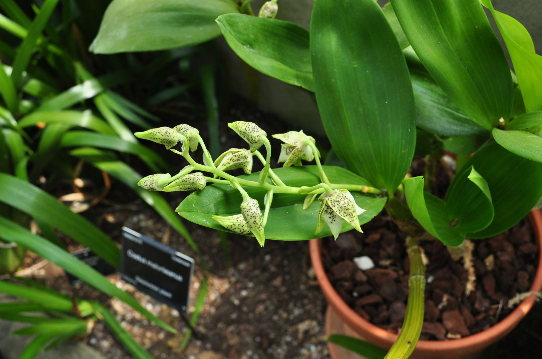 Image of Dendrobium macrophyllum Ã— D. atroviolaceum
