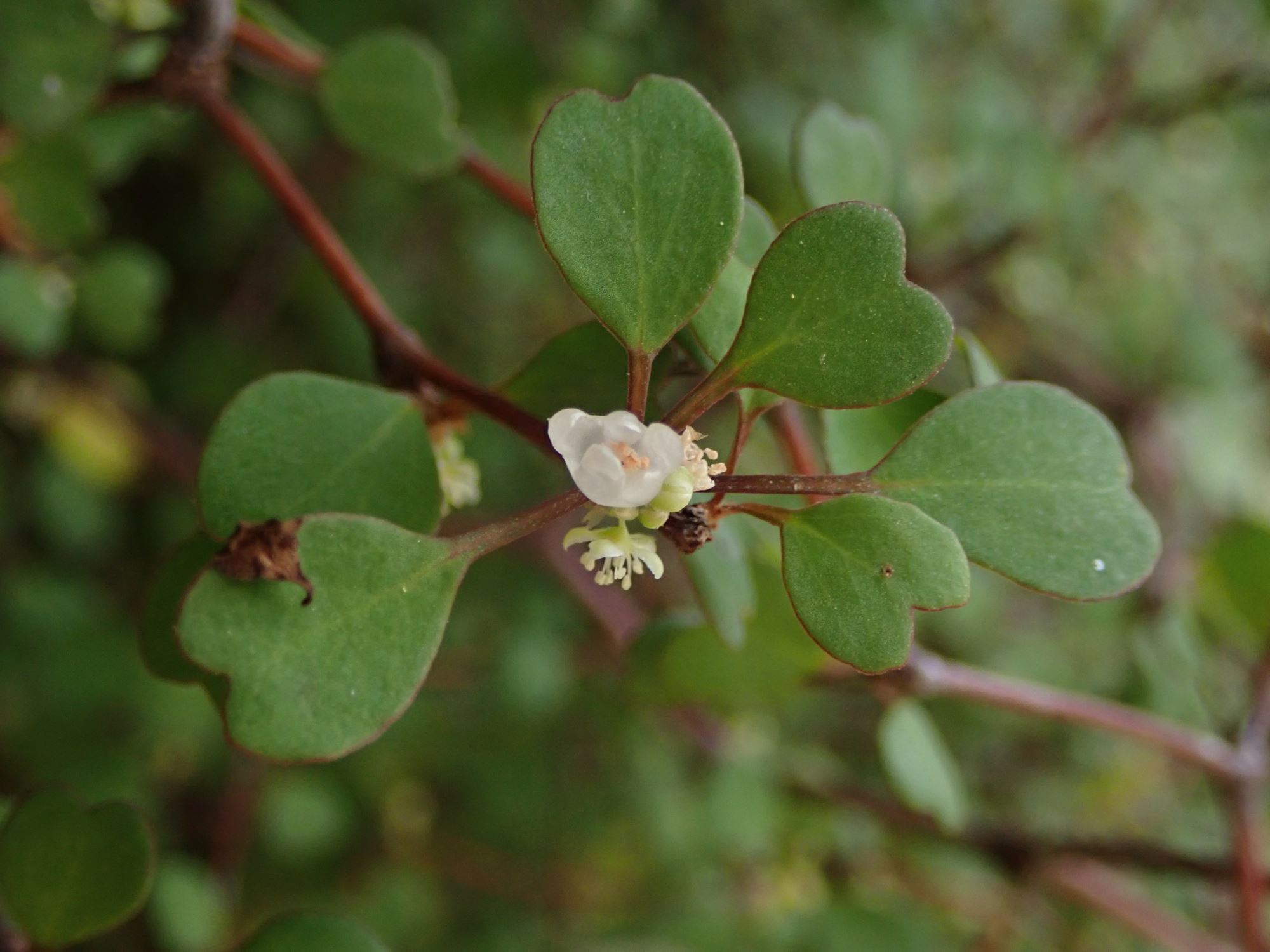 Image of Muehlenbeckia astonii