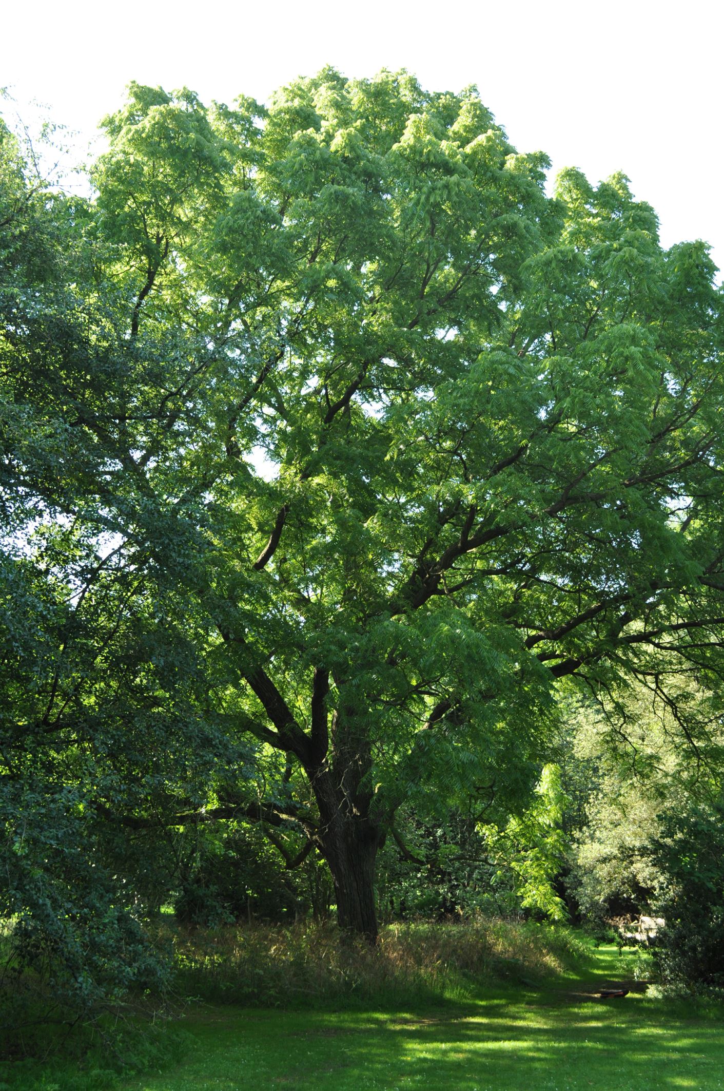 Image of Juglans major