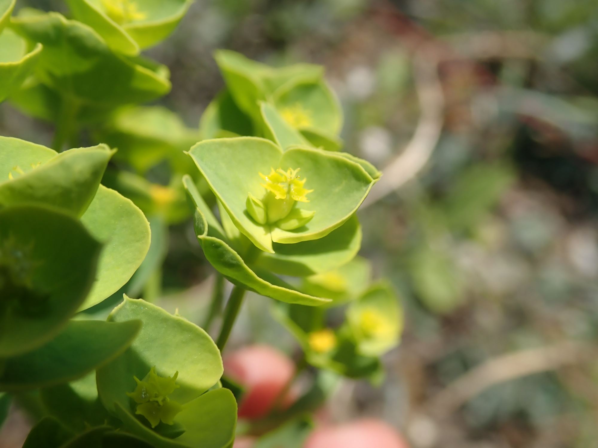 Image of Euphorbia tommasiniana