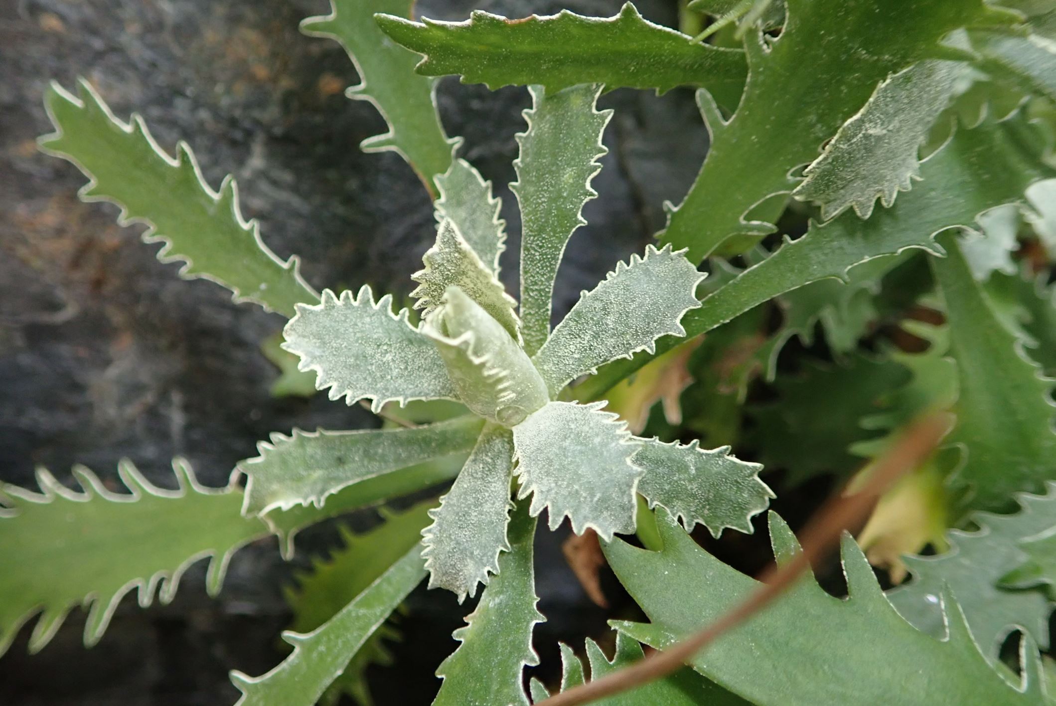 Image of Primula marginata