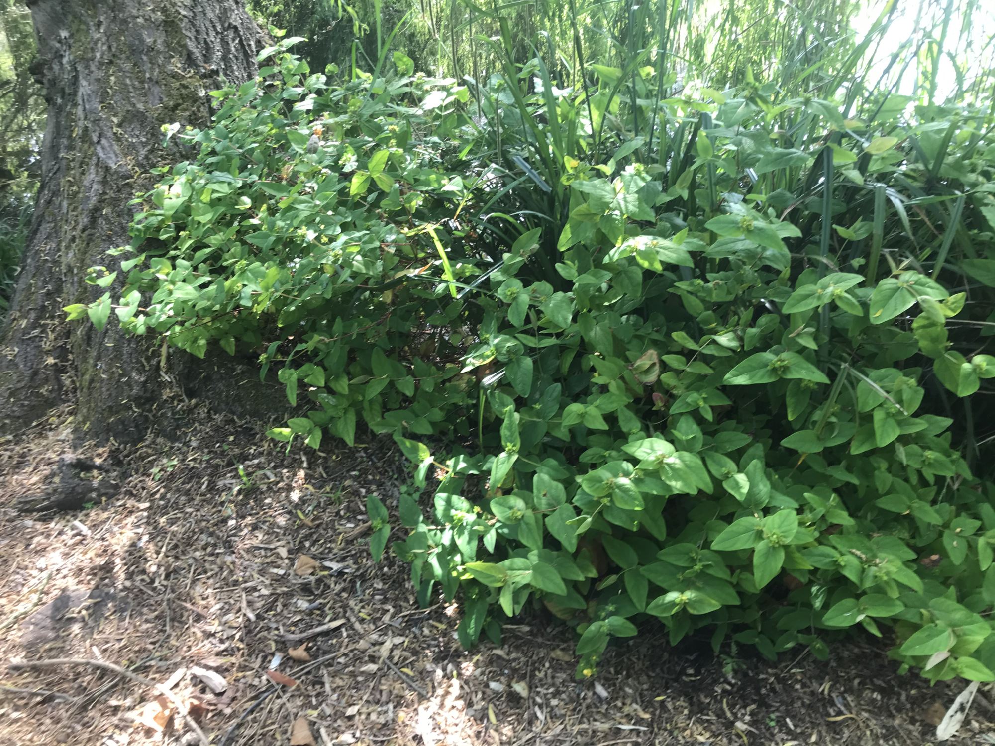 Image of Hypericum androsaemum