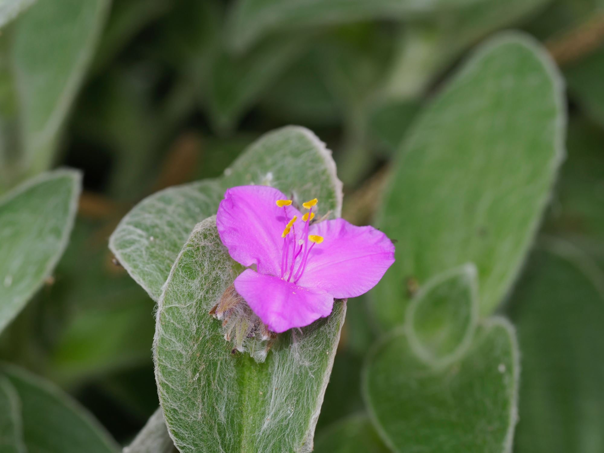 Image of Tradescantia sillamontana