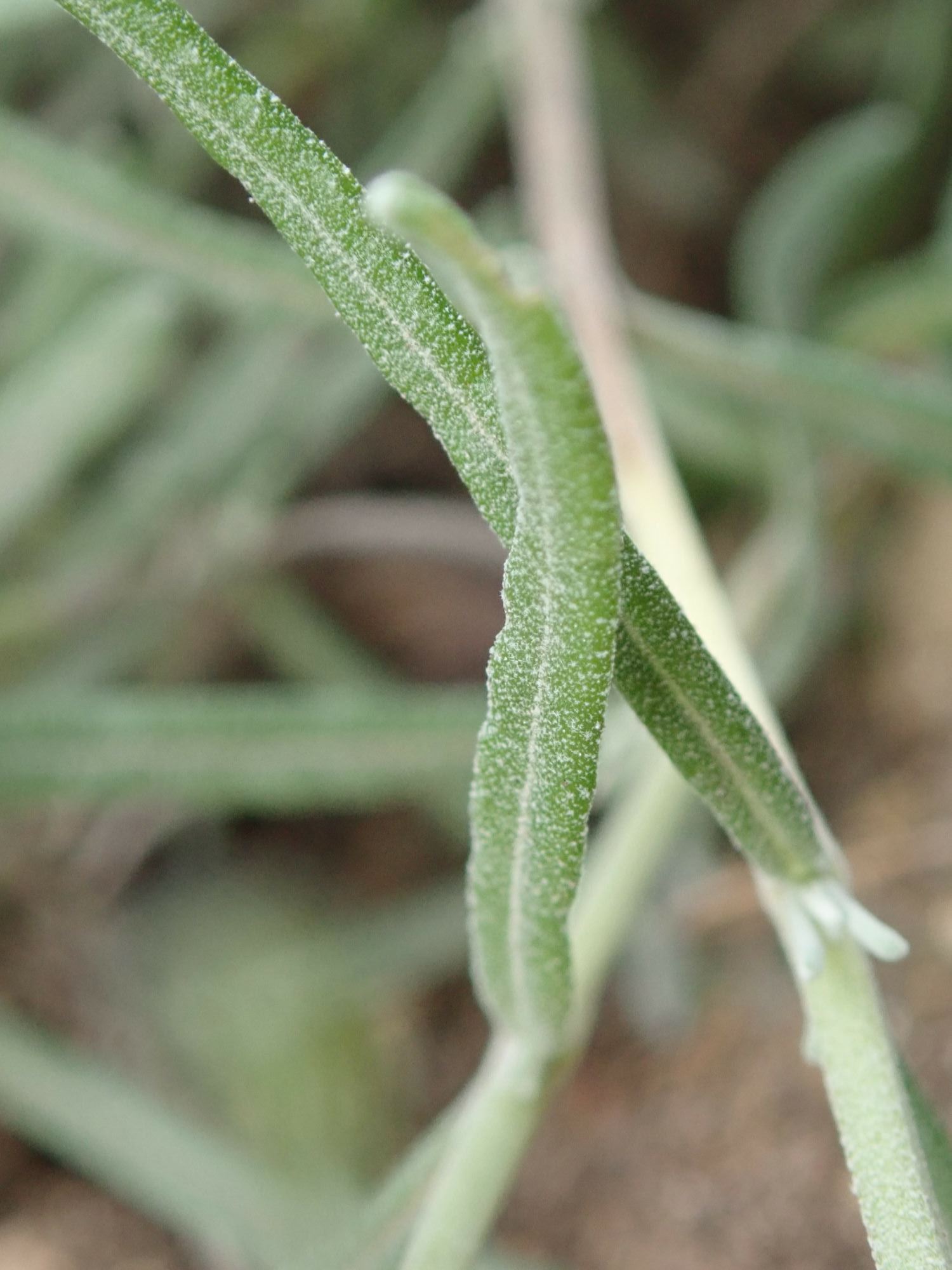 Image of Lavandula angustifolia 'Bridestowe Phillipa'