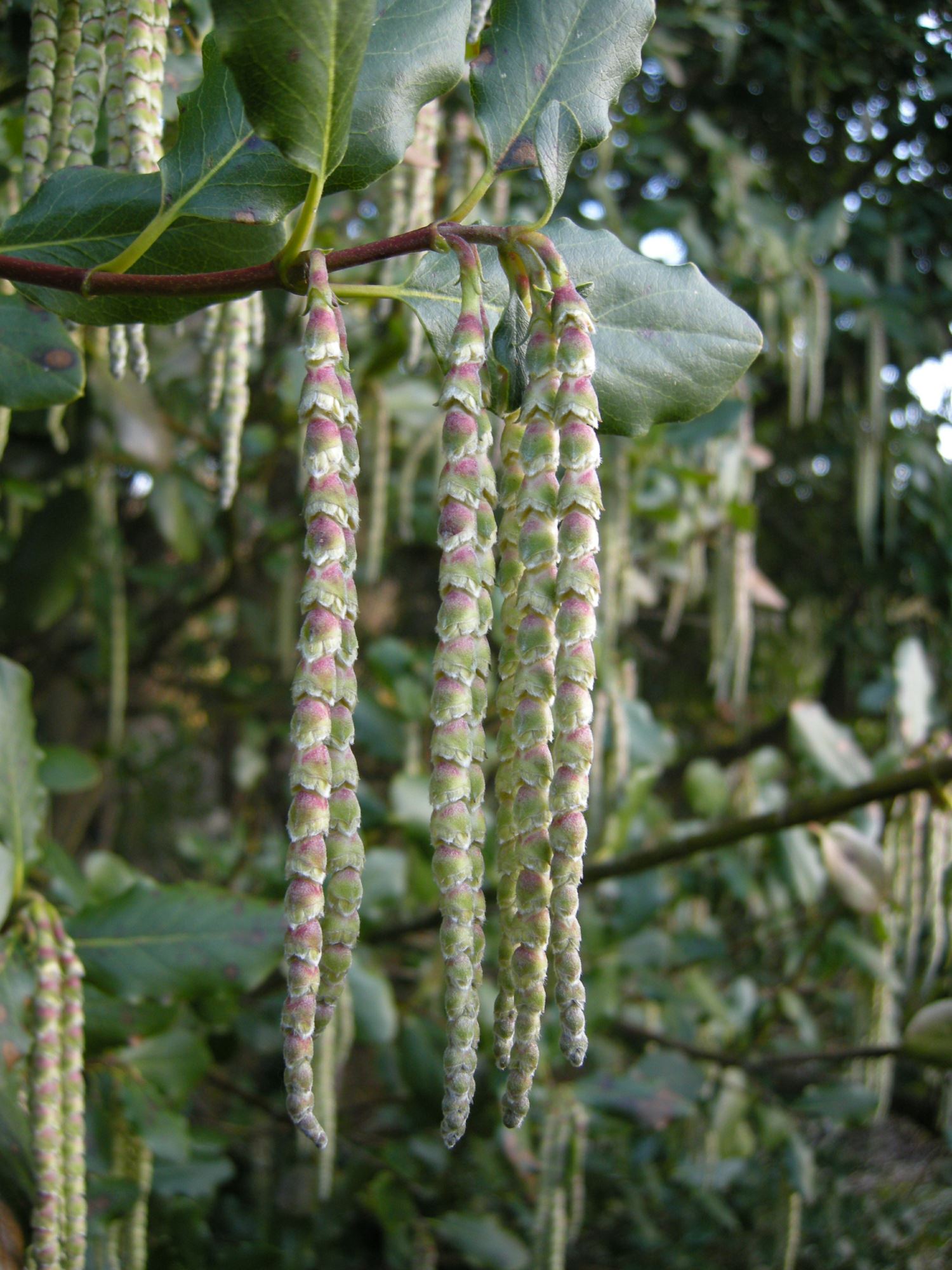 Image of Garrya Ã— issaquahensis