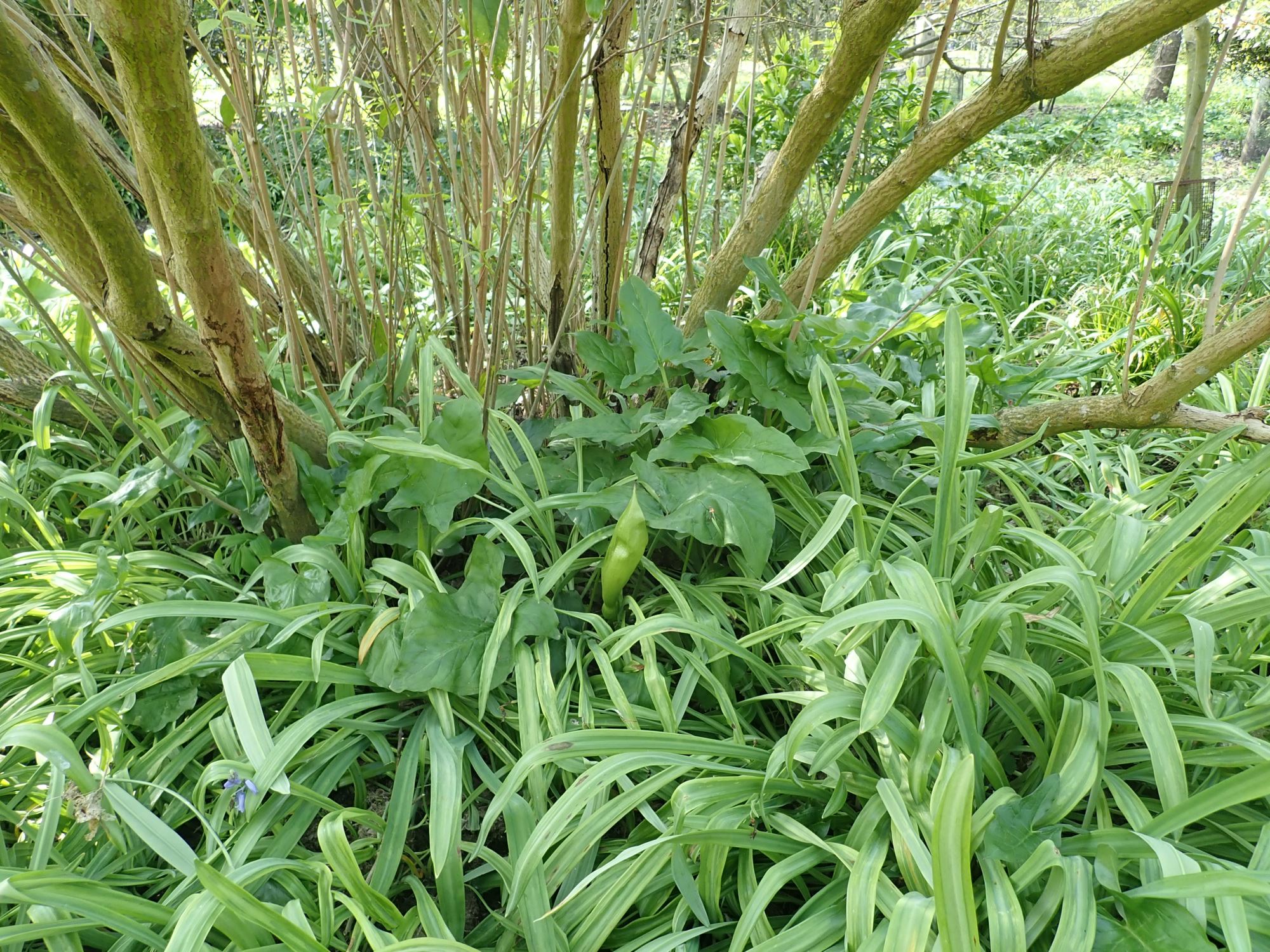 Image of Arum maculatum