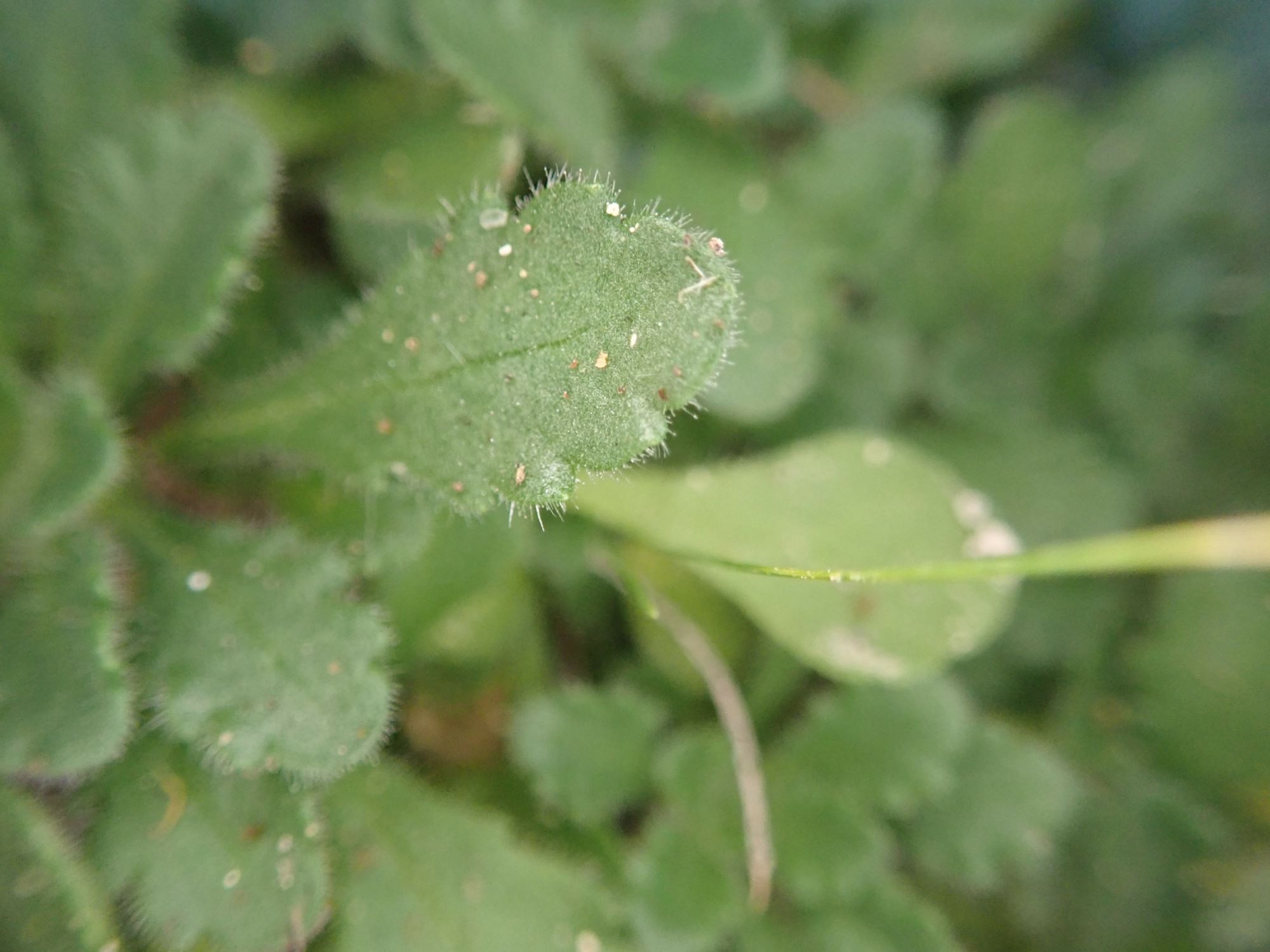 Image of Erinus alpinus