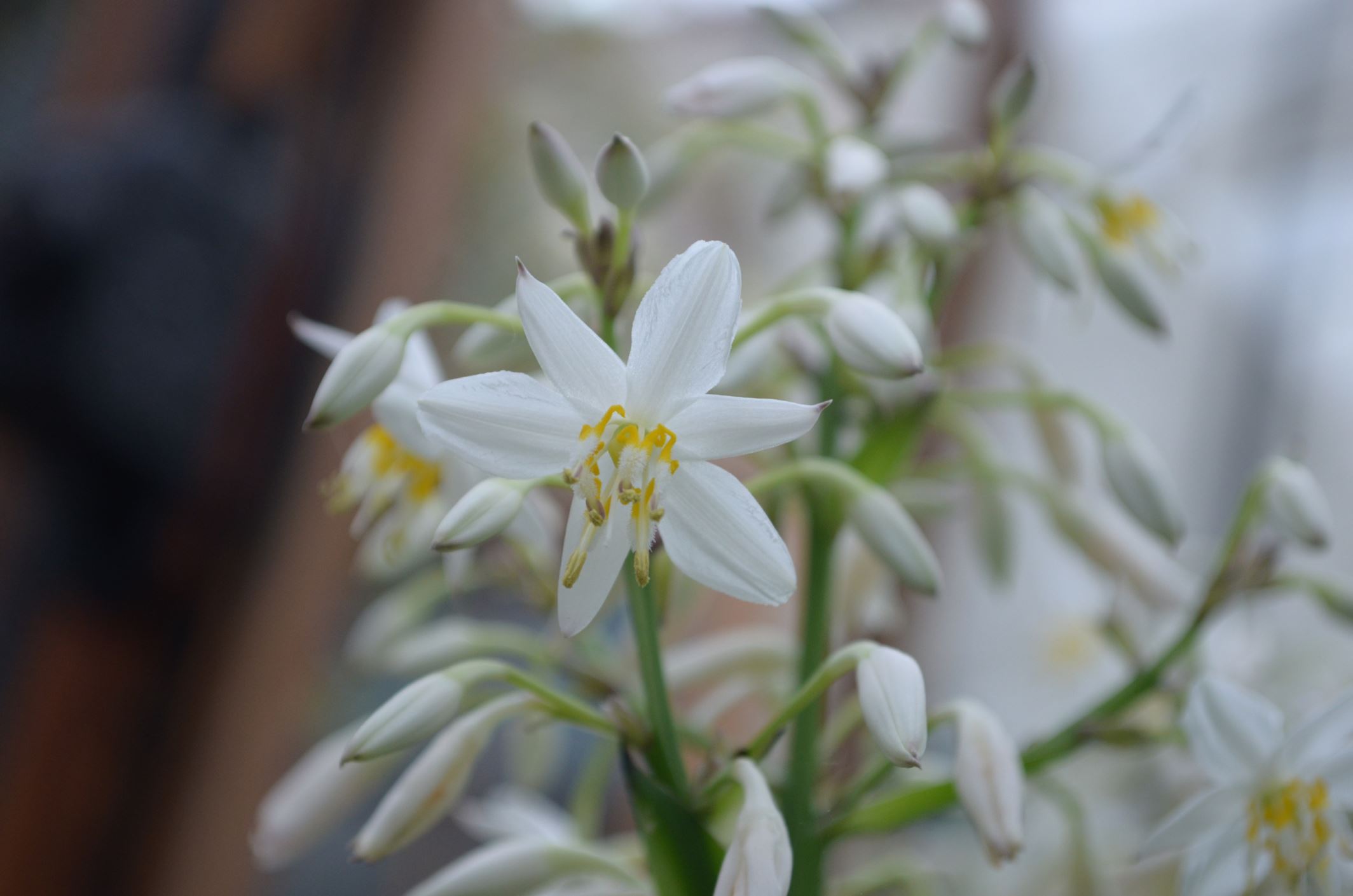 Image of Arthropodium cirrhatum