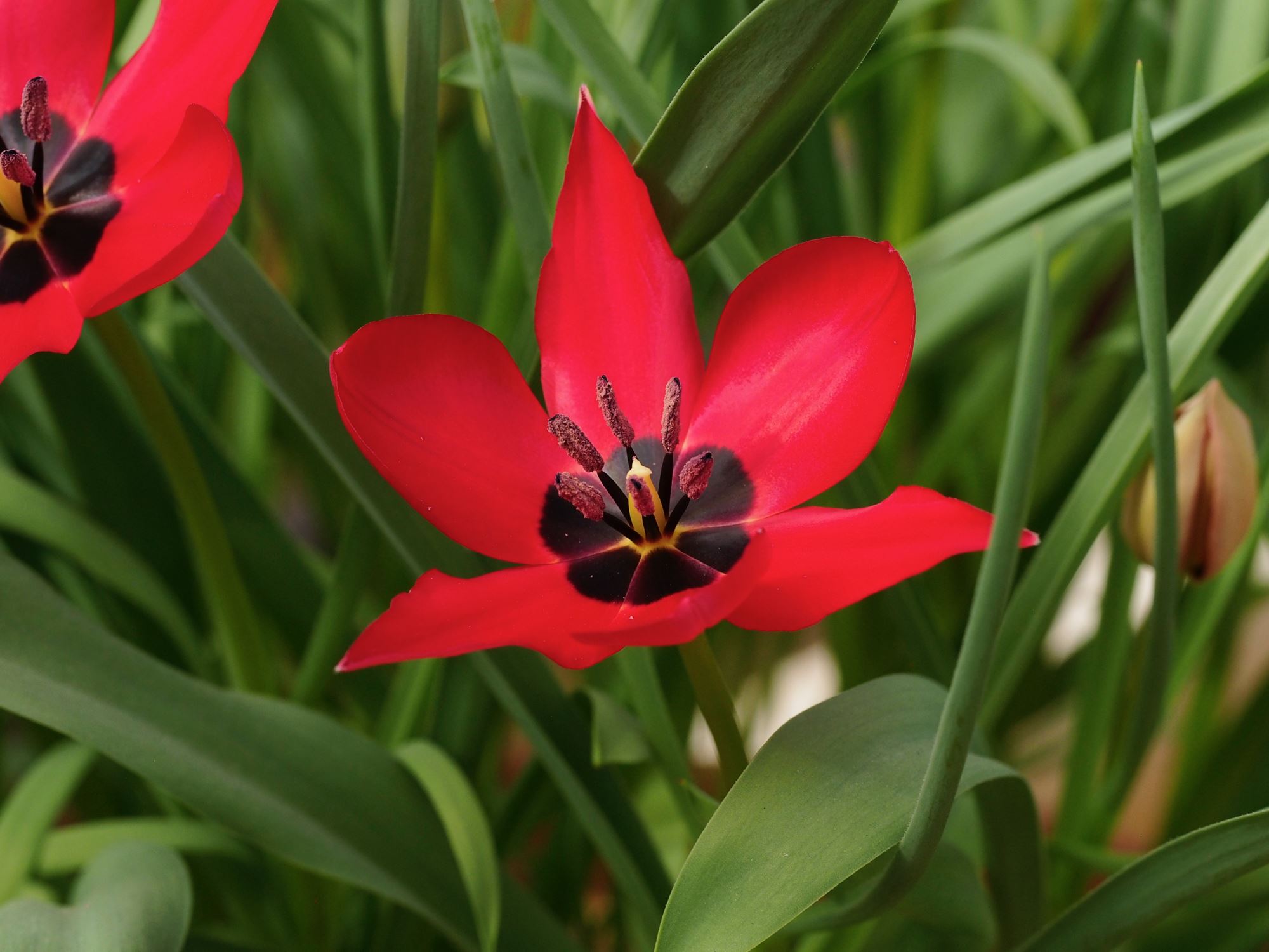 Image of Tulipa stapfii