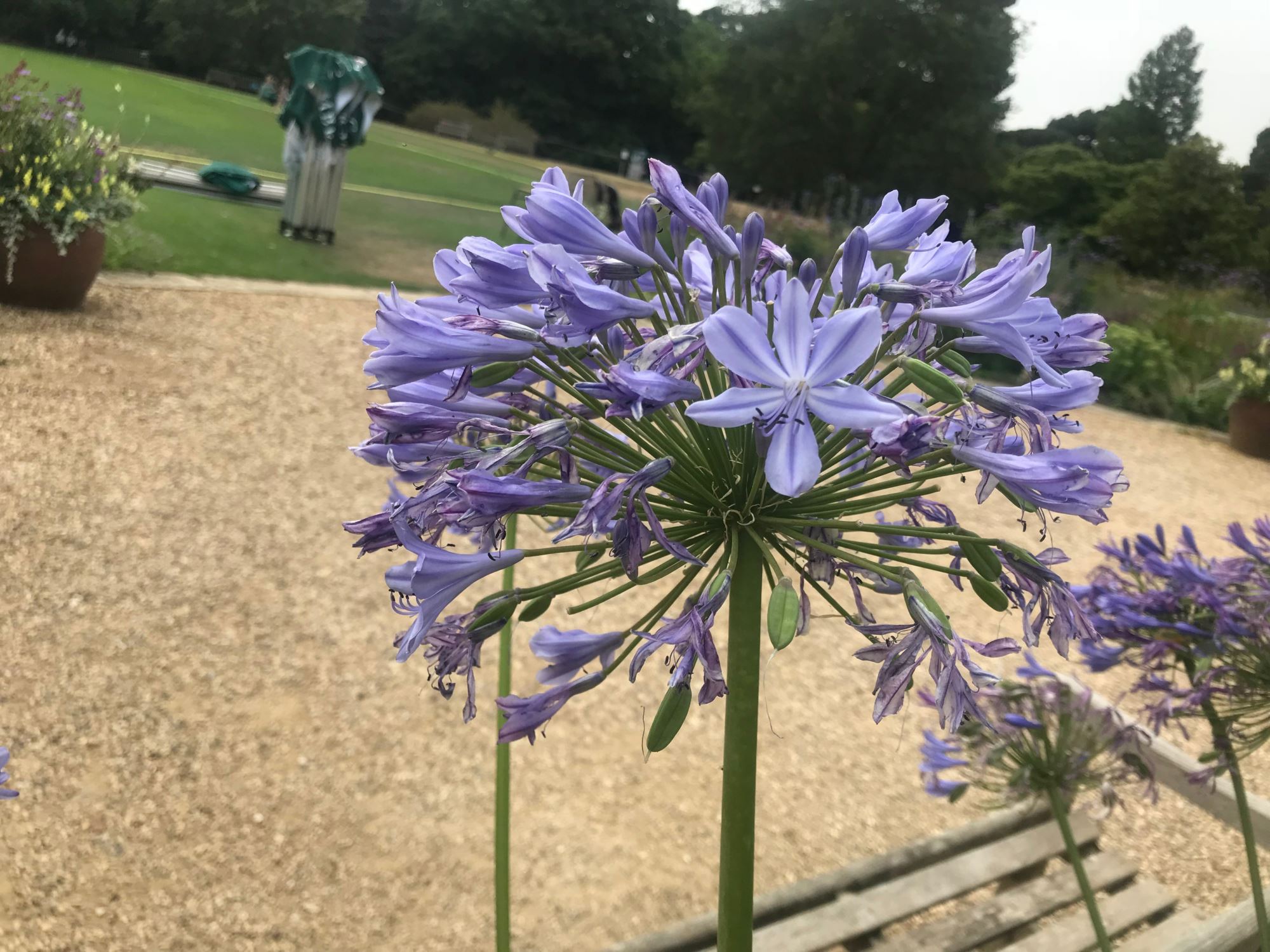 Image of Agapanthus praecox subsp. orientalis