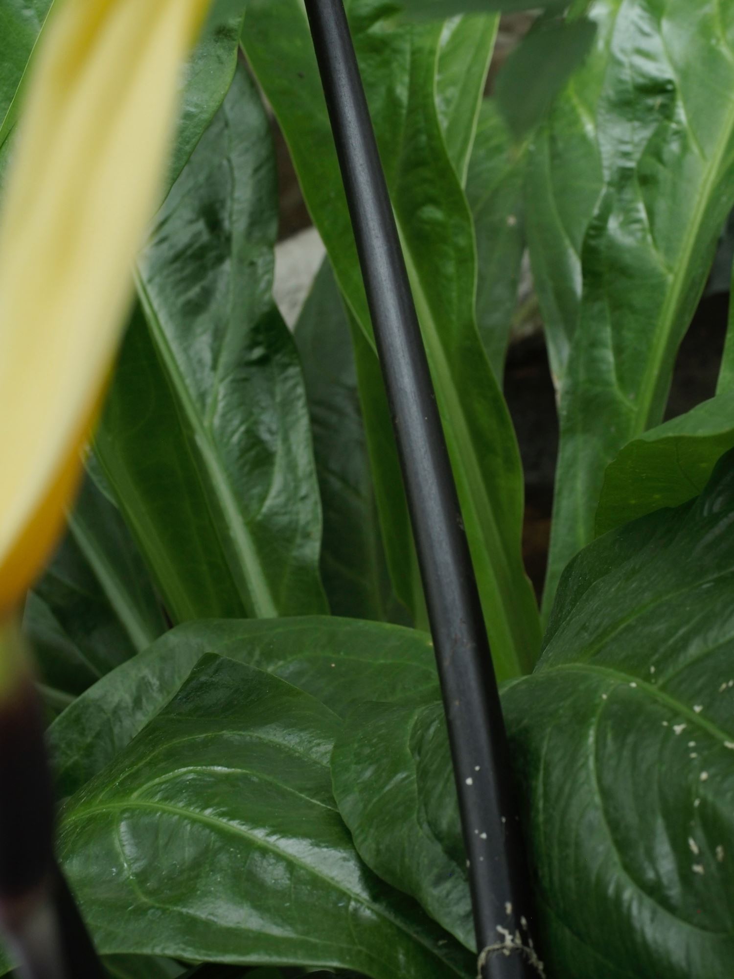 Image of Colocasia fontanesii