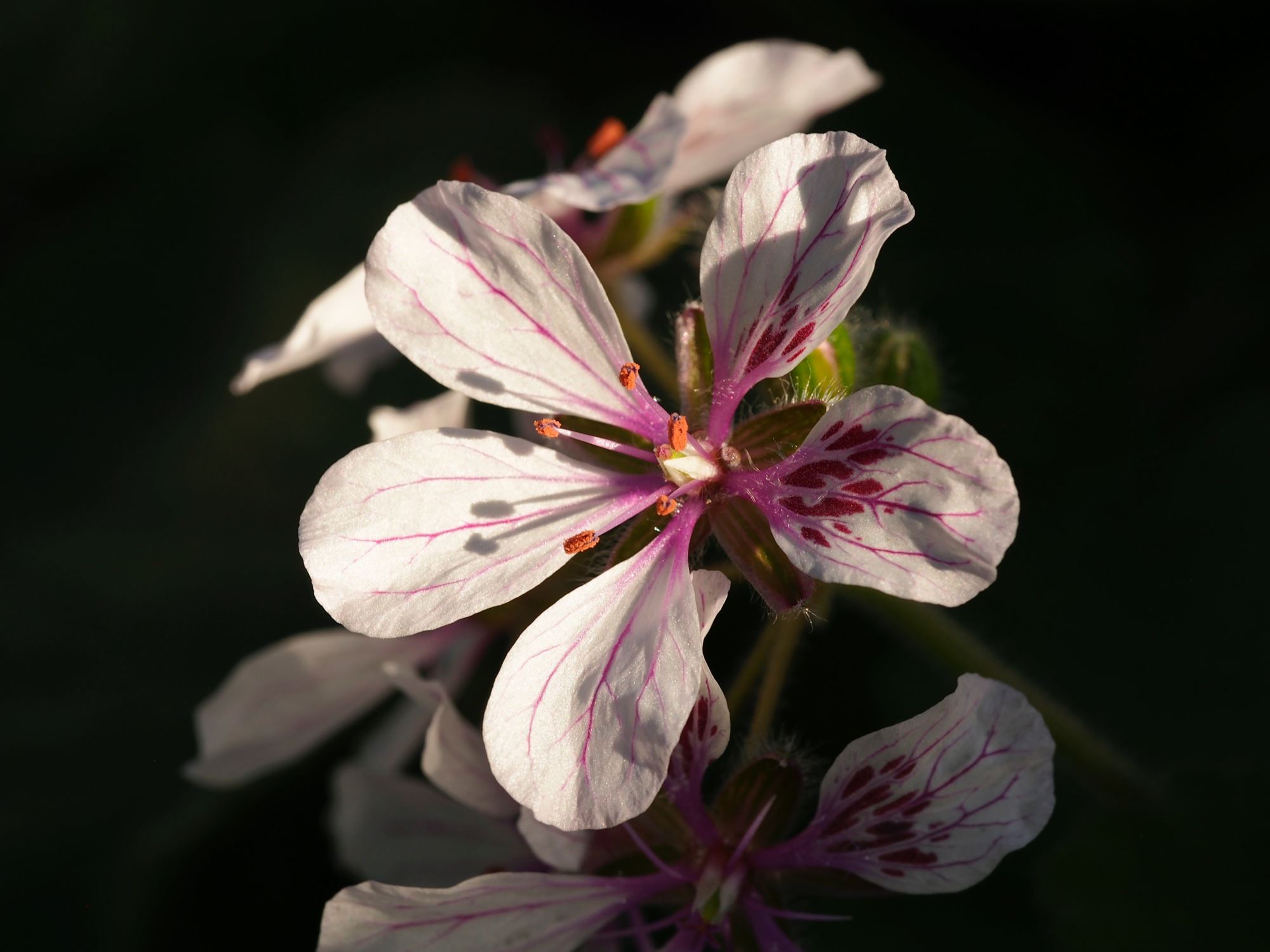 Image of Erodium trifolium