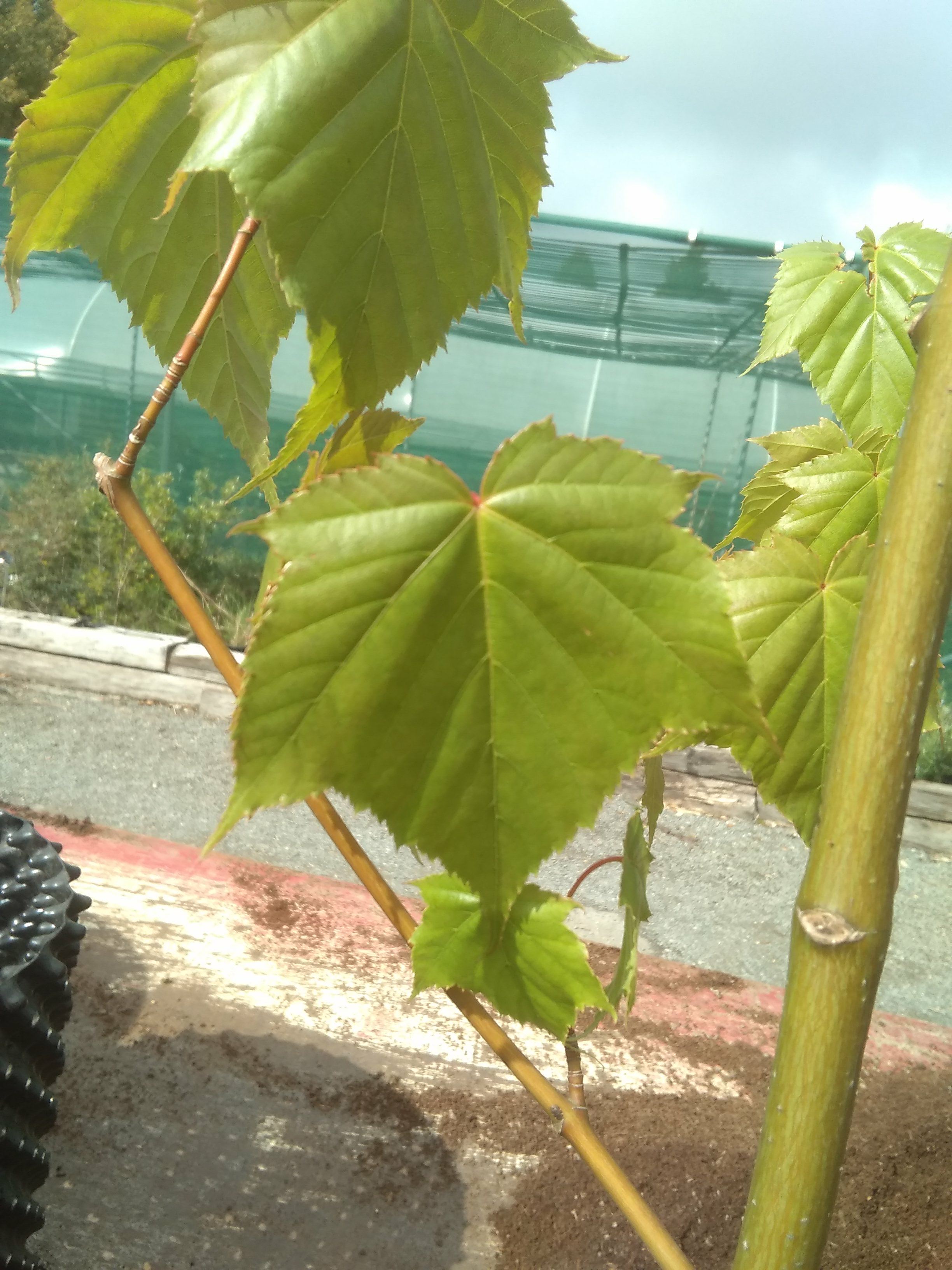 Image of Acer sp.