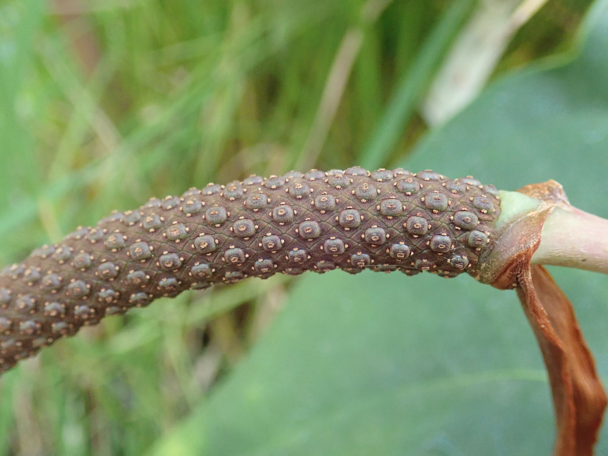 Image of Anthurium verapazense