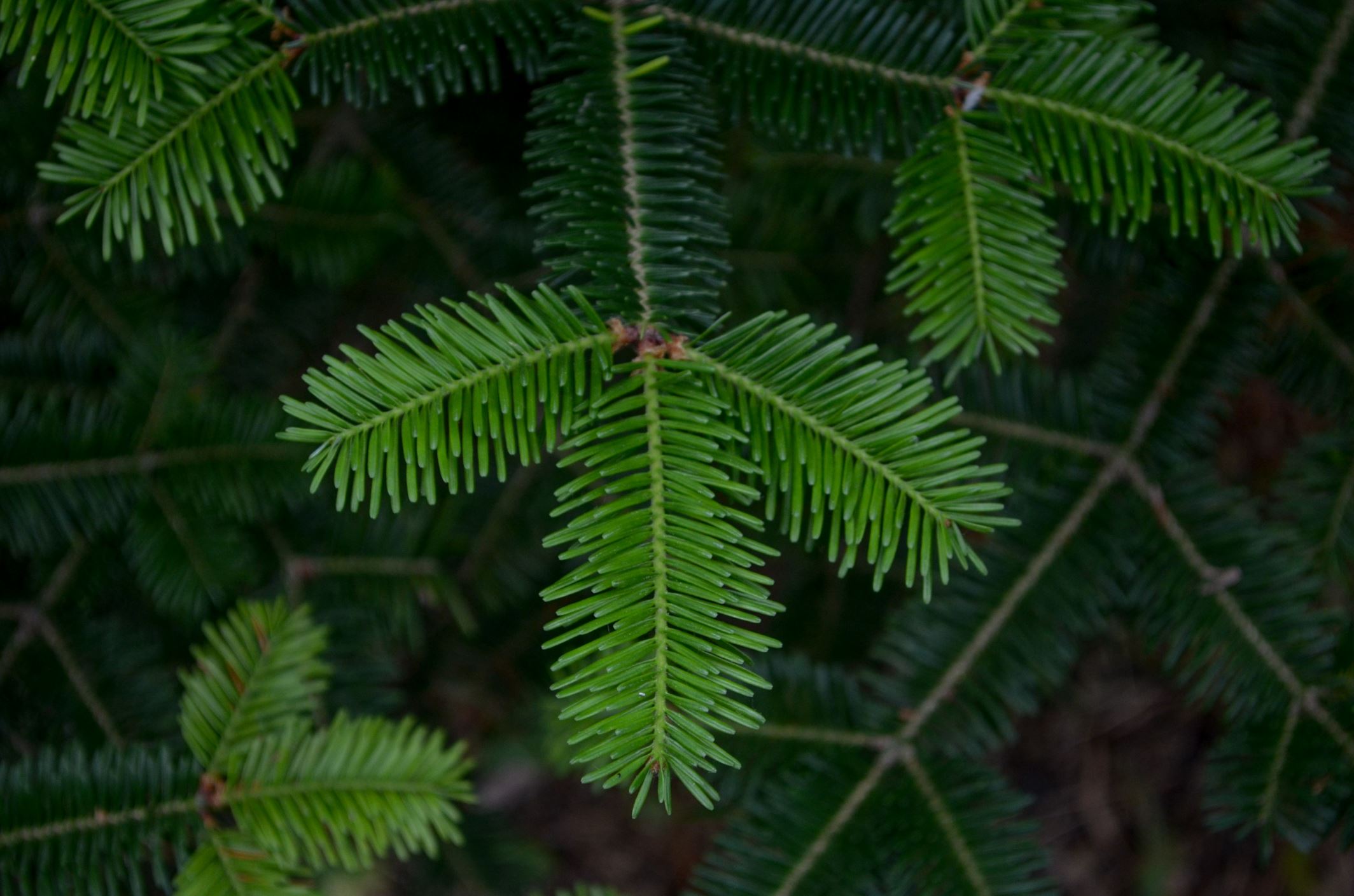 Image of Abies Ã— phanerolepis