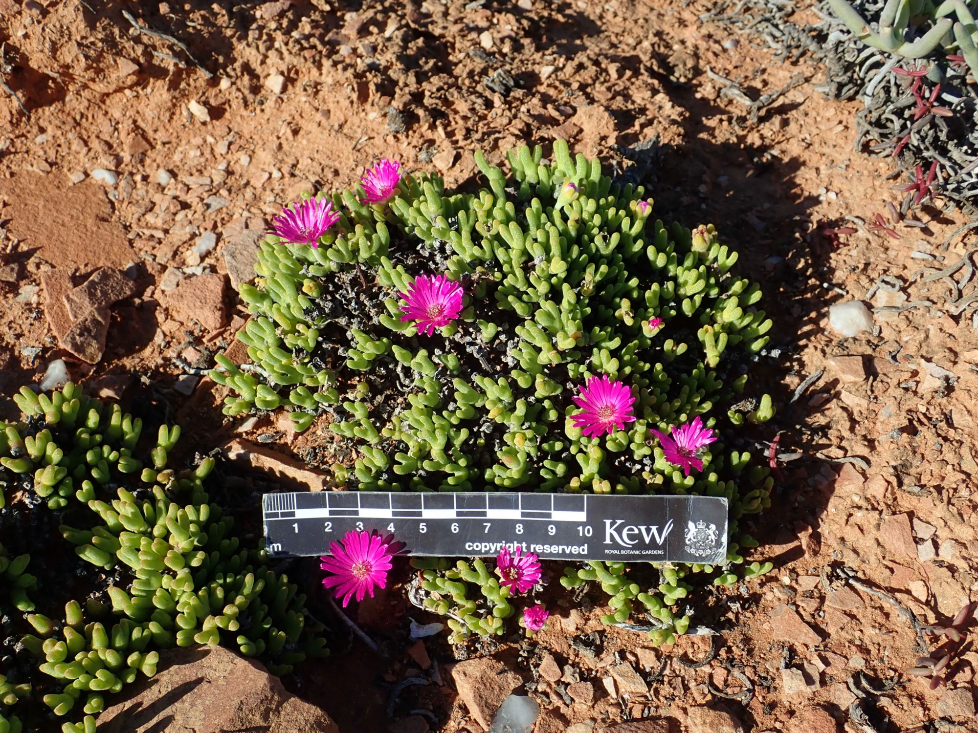 Image of Meyerophytum meyeri