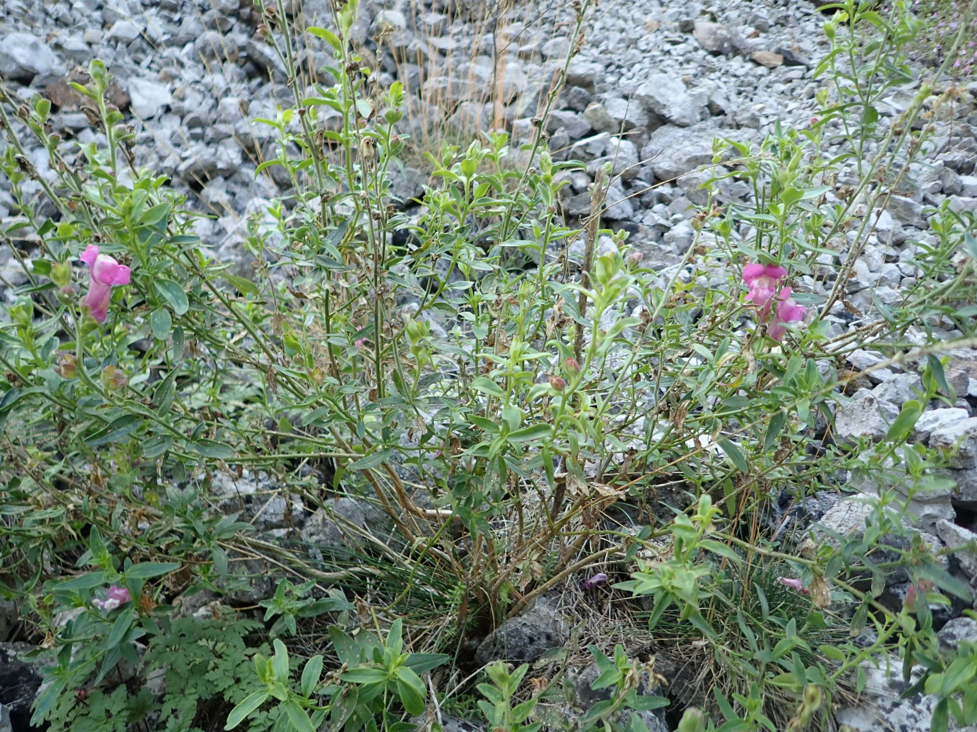 Image of Antirrhinum majus