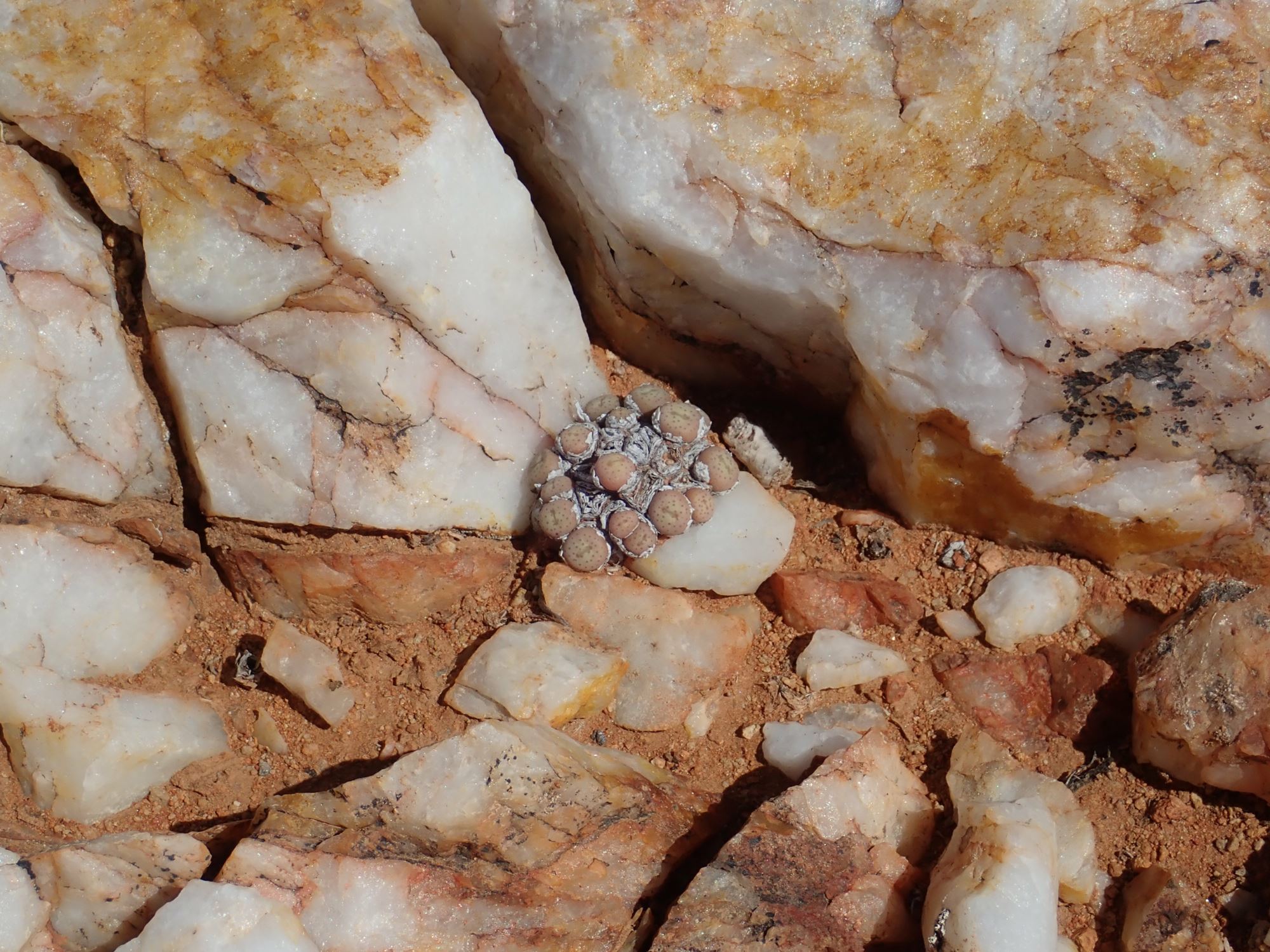 Image of Conophytum breve